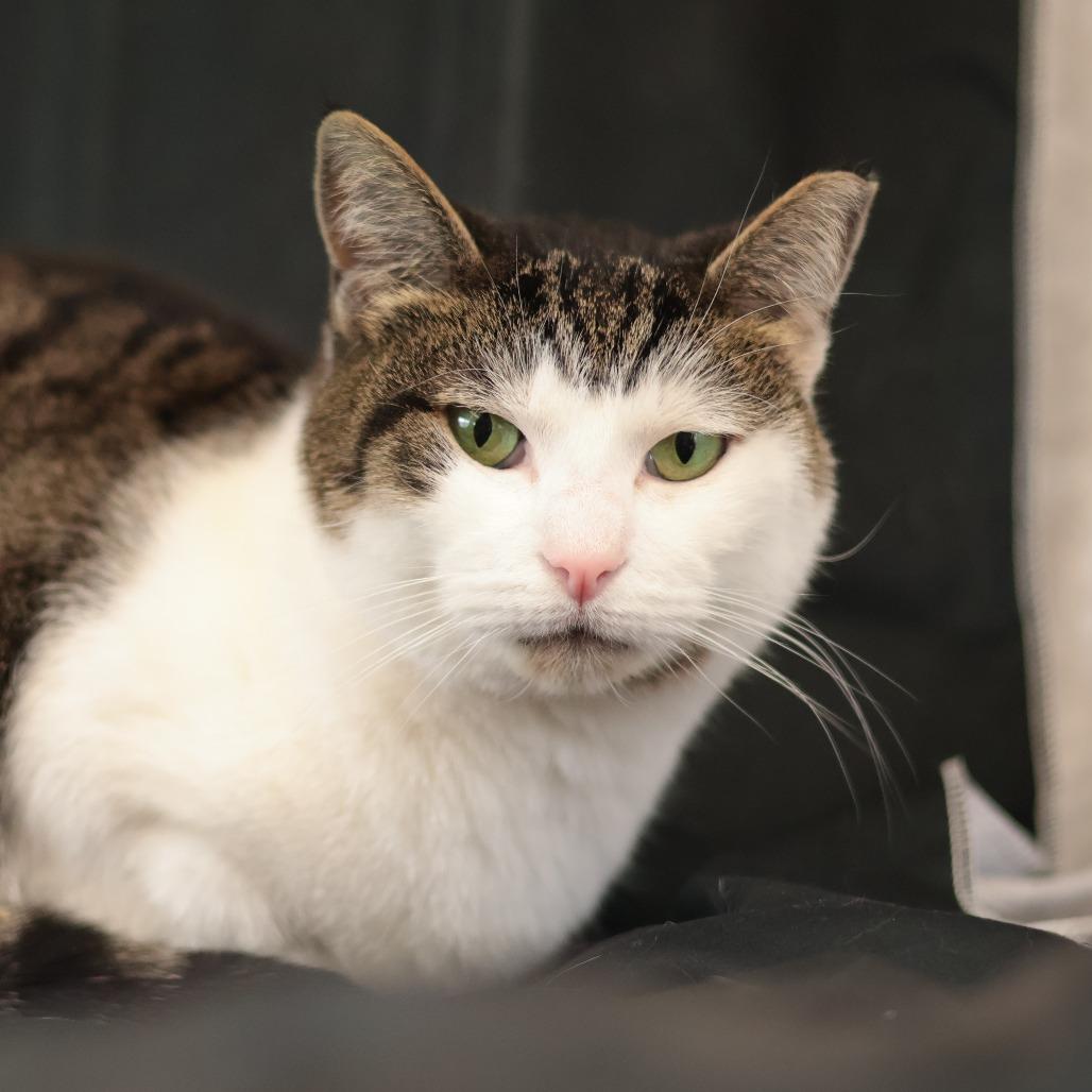 Enlarge Lucy, a Adoptable Domestic Short Hair in Philadelphia, PA image 1/6