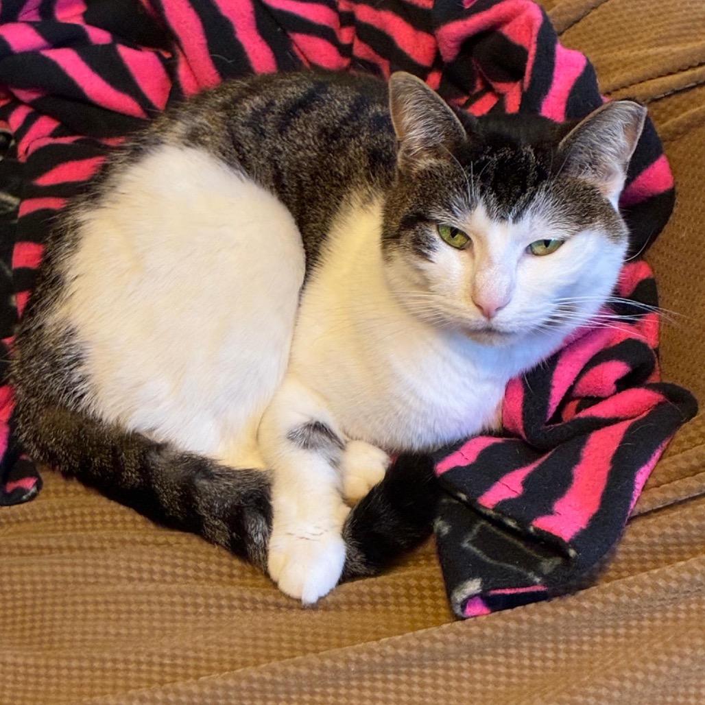 Enlarge Lucy, a Adoptable Domestic Short Hair in Philadelphia, PA image 2/6