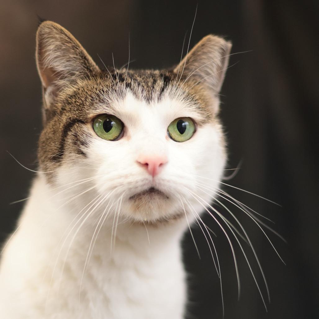 Enlarge Lucy, a Adoptable Domestic Short Hair in Philadelphia, PA image 3/6