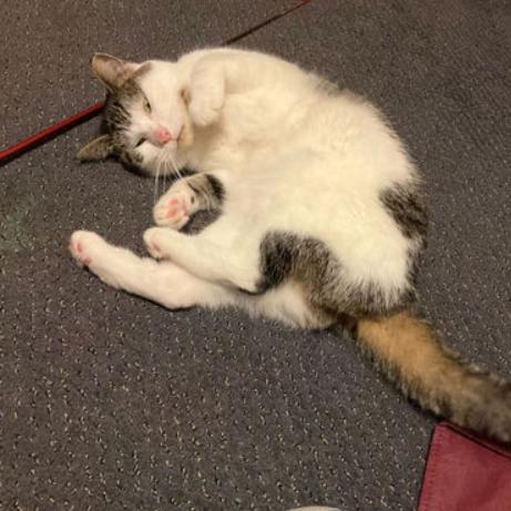 Enlarge Lucy, a Adoptable Domestic Short Hair in Philadelphia, PA image 4/6