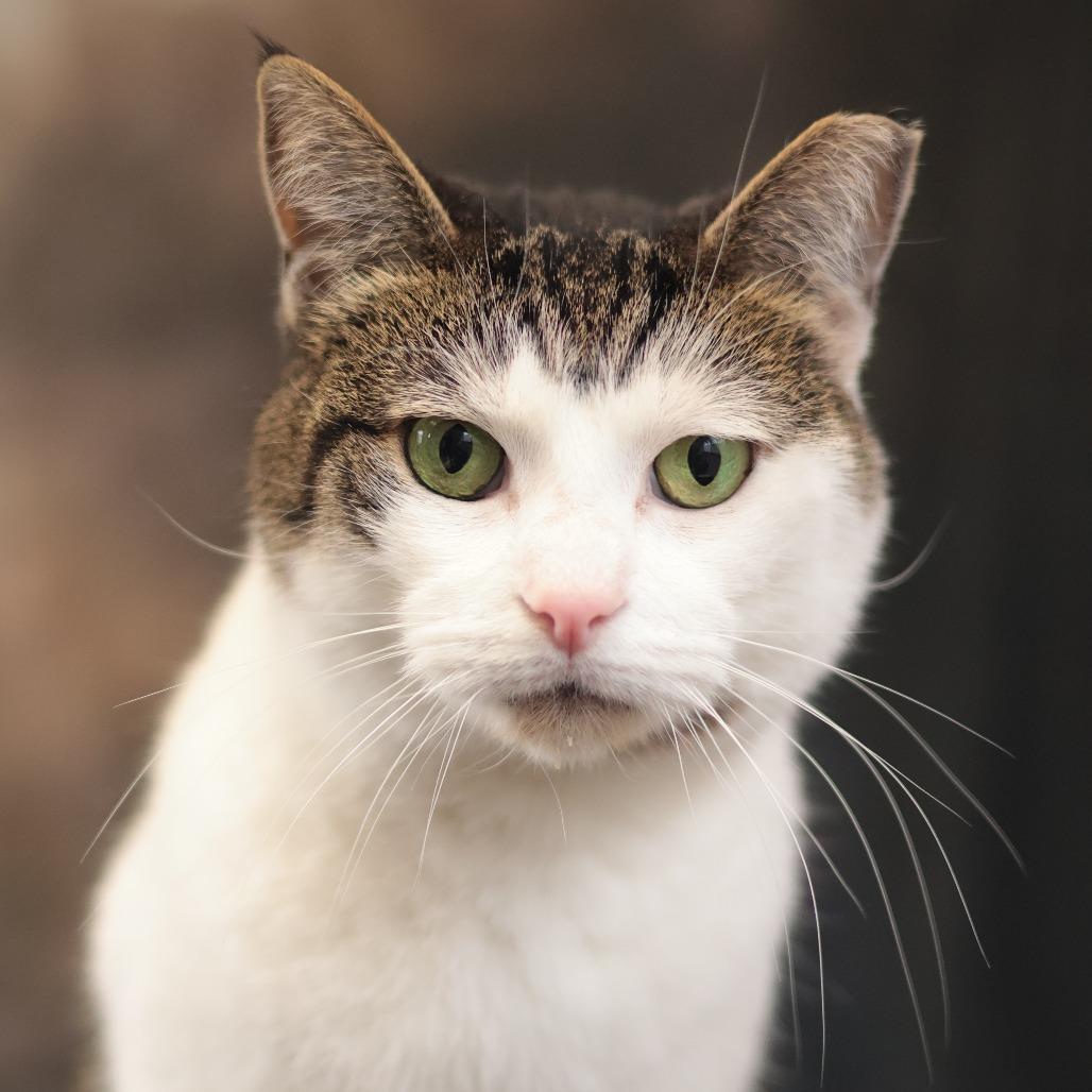 Enlarge Lucy, a Adoptable Domestic Short Hair in Philadelphia, PA image 5/6