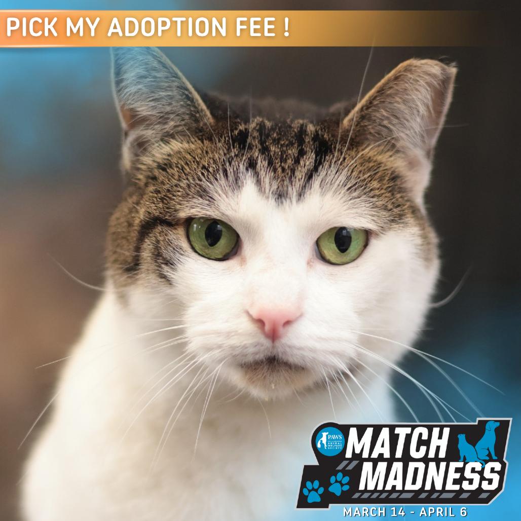 Enlarge Lucy, a Adoptable Domestic Short Hair in Philadelphia, PA image 5/6