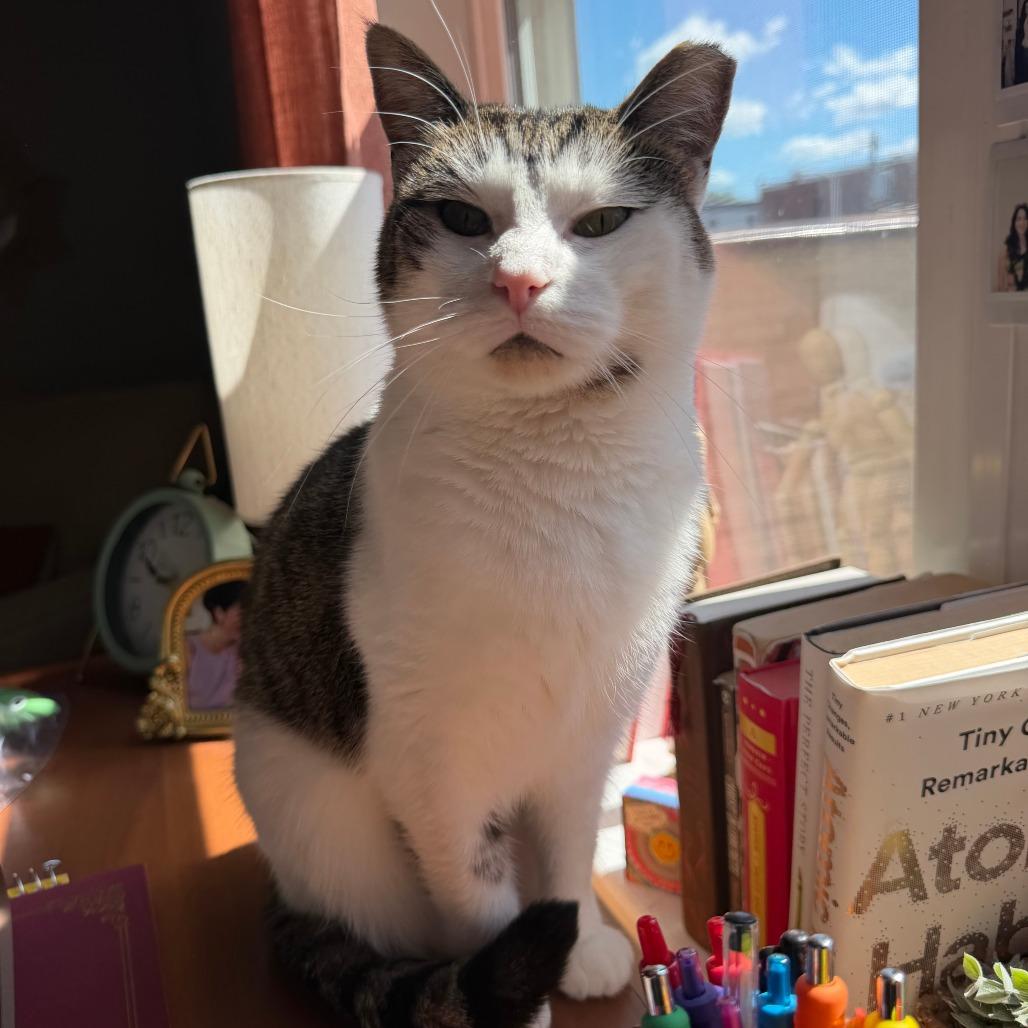 Enlarge Lucy, a Adoptable Domestic Short Hair in Philadelphia, PA image 5/5