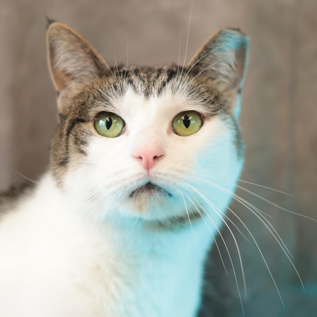 Lucy, a Adoptable Domestic Short Hair in Philadelphia, PA image 5/6