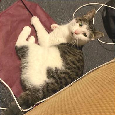 Enlarge Lucy, a Adoptable Domestic Short Hair in Philadelphia, PA image 6/6