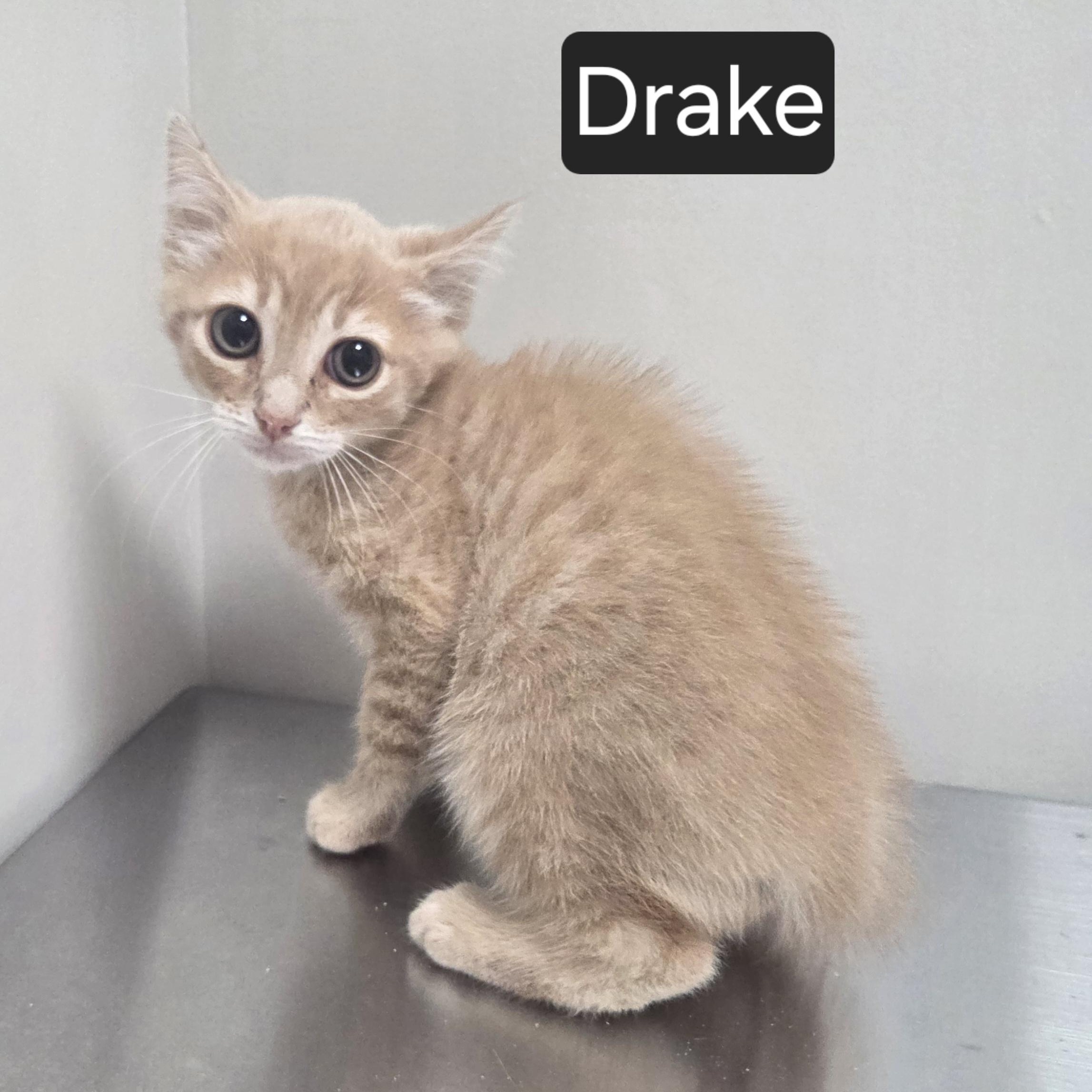 Drake, ADOPTABLE, Kitten Male Domestic Short Hair.
