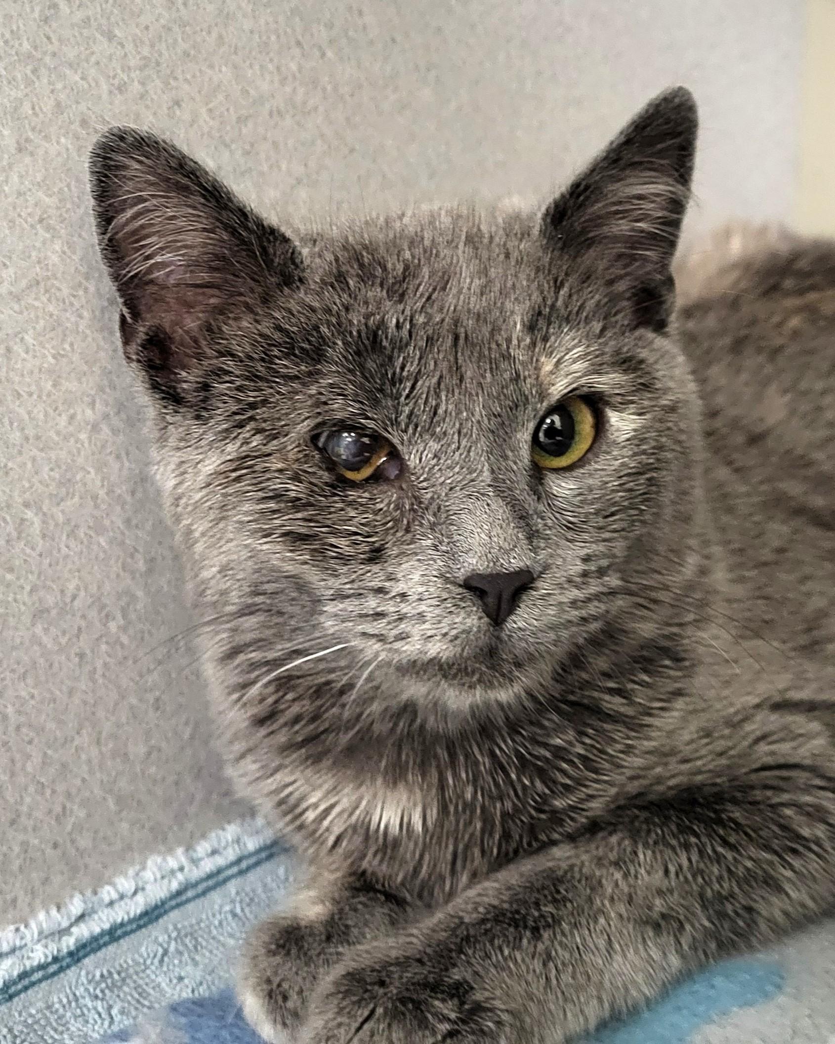 Enlarge Sophia, an adopted Domestic Short Hair in Grayslake, IL image 1/3