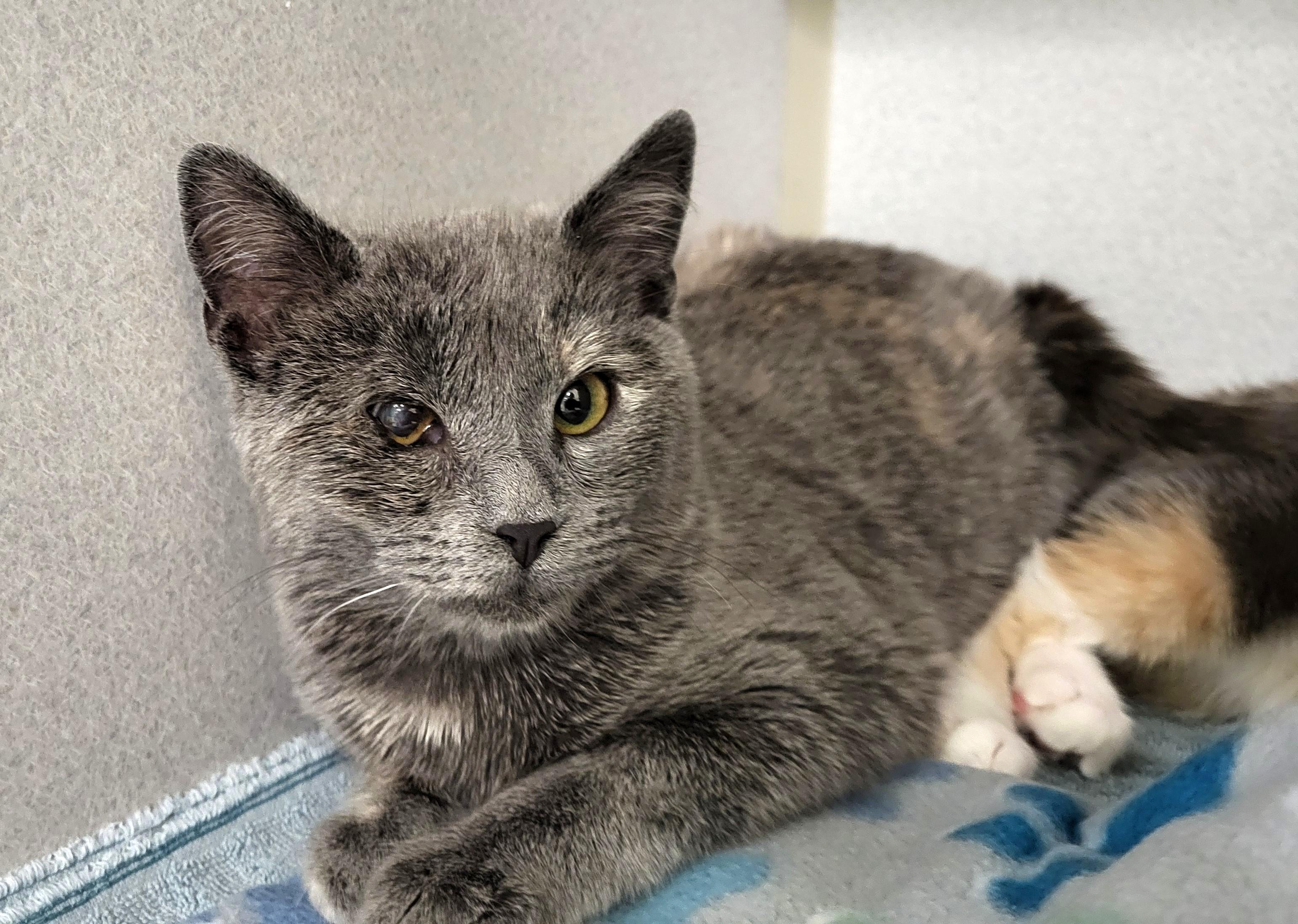 Enlarge Sophia, an adopted Domestic Short Hair in Grayslake, IL image 3/3