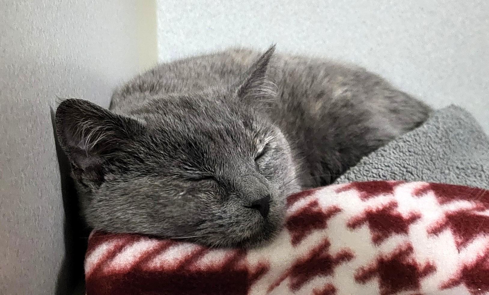 Enlarge Sophia, an adopted Domestic Short Hair in Grayslake, IL image 2/3