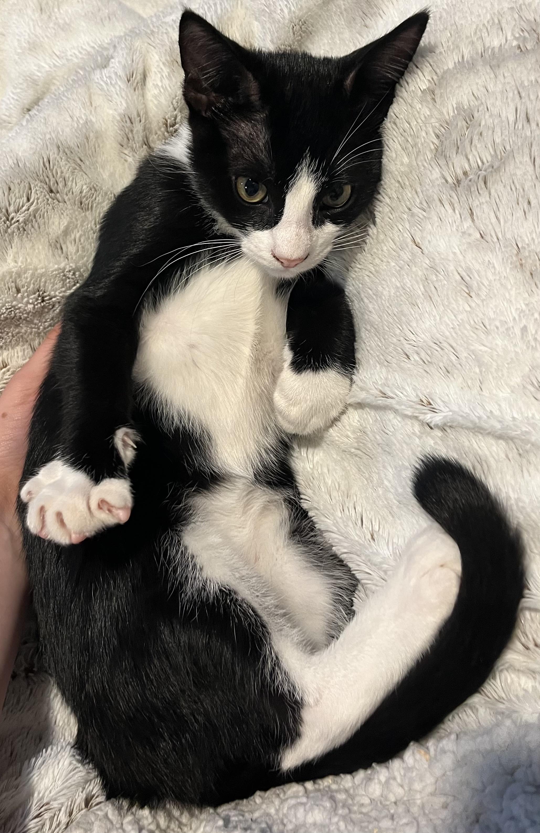 Enlarge Jasper, a ADOPTABLE Domestic Short Hair in Rochester, WA image 1/3