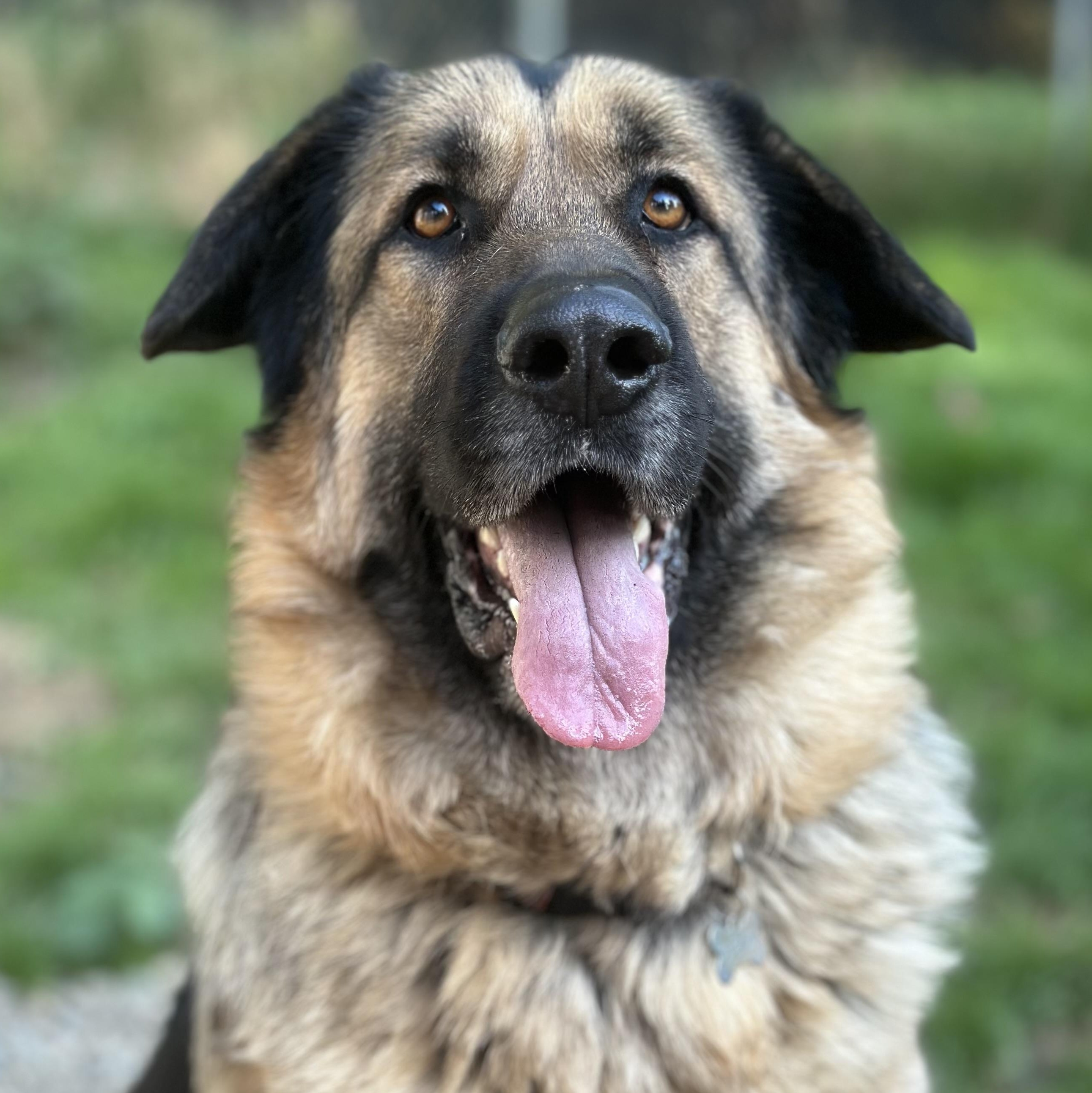 Ozzy, an adoptable German Shepherd Dog, Great Pyrenees in Silvana, WA, 98287 | Photo Image 1