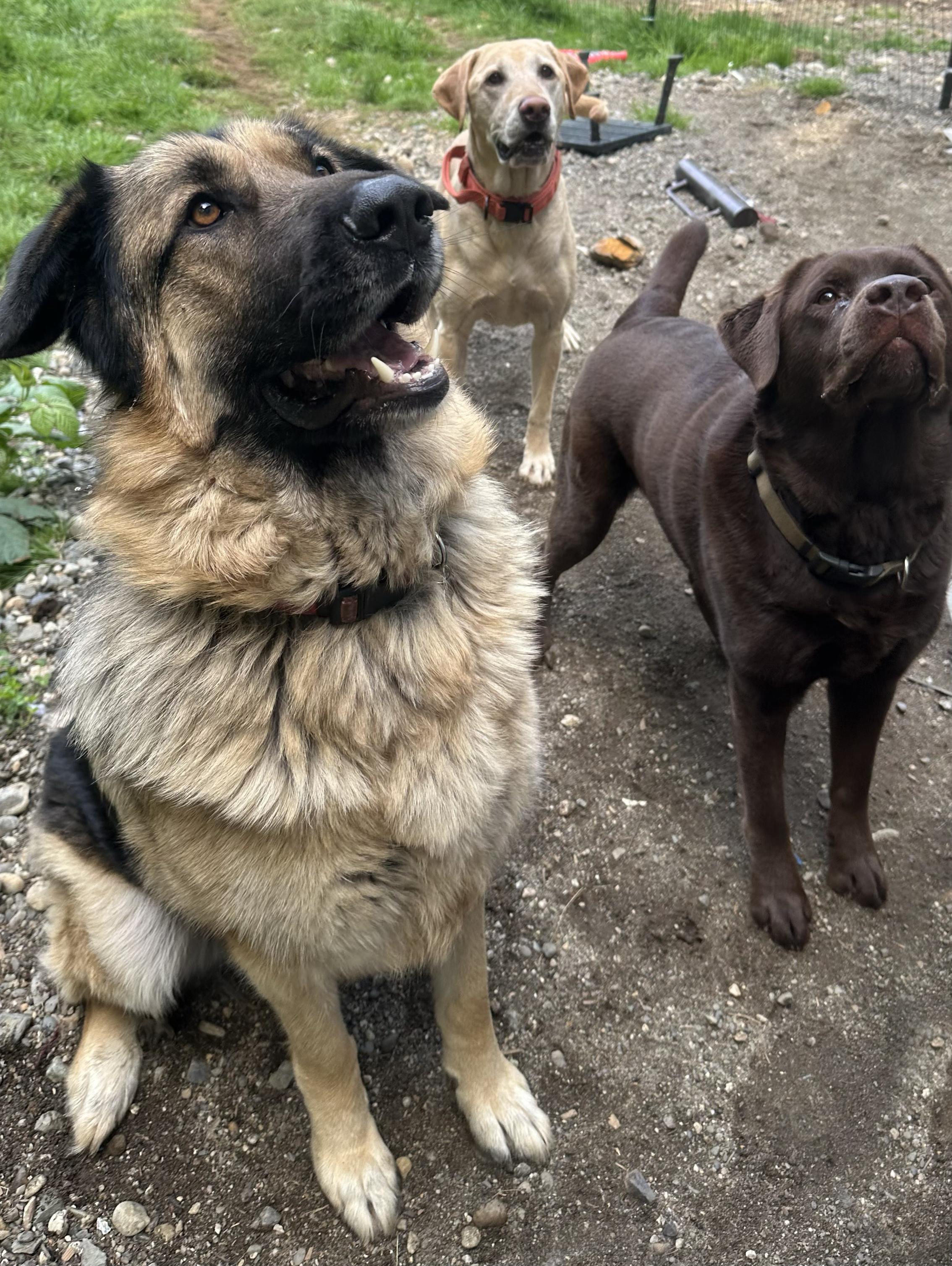 Ozzy, an adoptable German Shepherd Dog, Great Pyrenees in Silvana, WA, 98287 | Photo Image 4