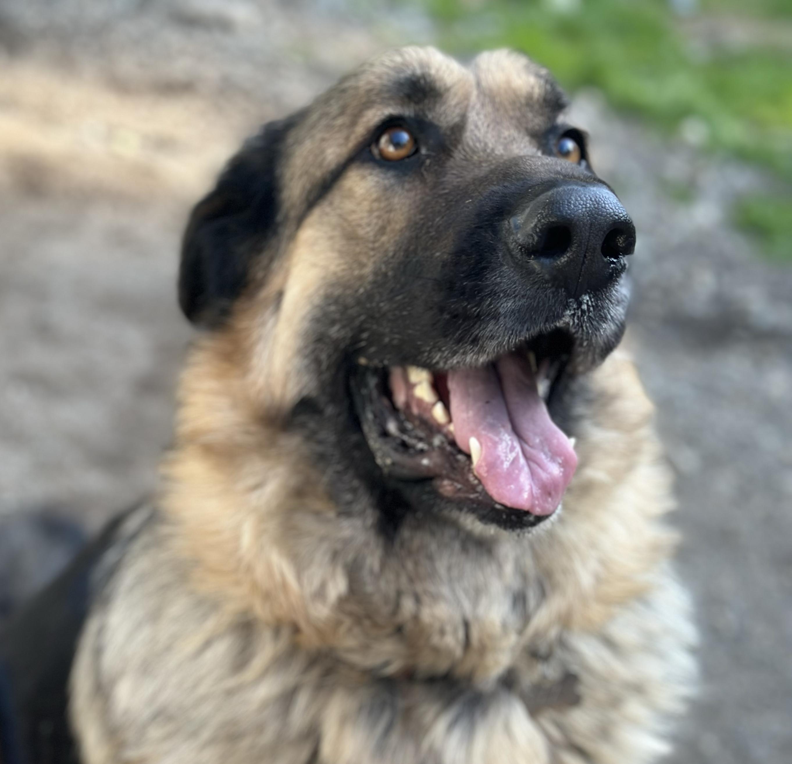 Ozzy, an adoptable German Shepherd Dog, Great Pyrenees in Silvana, WA, 98287 | Photo Image 2