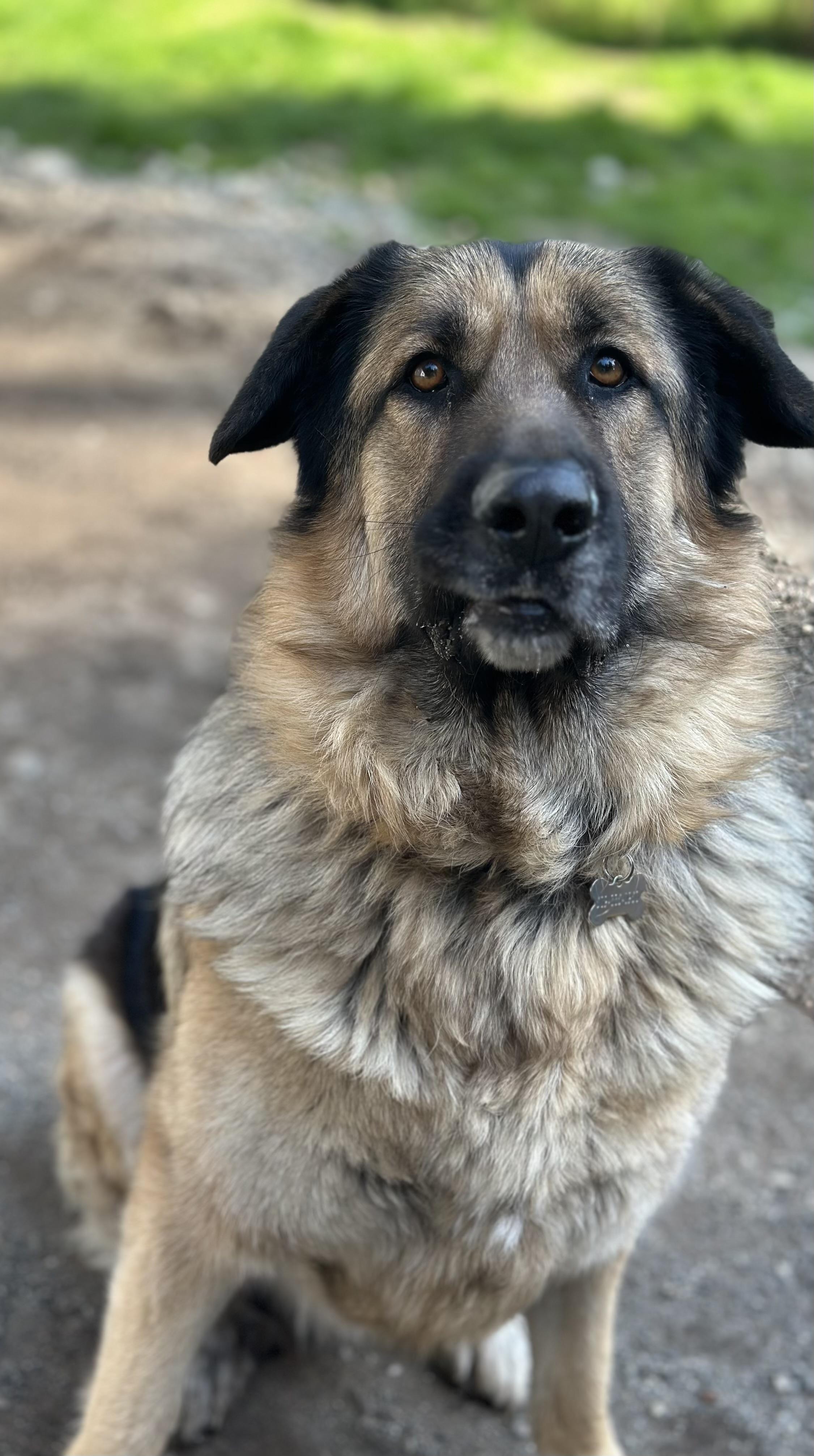 Ozzy, an adoptable German Shepherd Dog, Great Pyrenees in Silvana, WA, 98287 | Photo Image 6