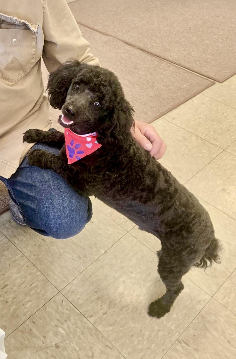 Enlarge Romeo, a ADOPTABLE Miniature Poodle in Stormville, NY image 2/6
