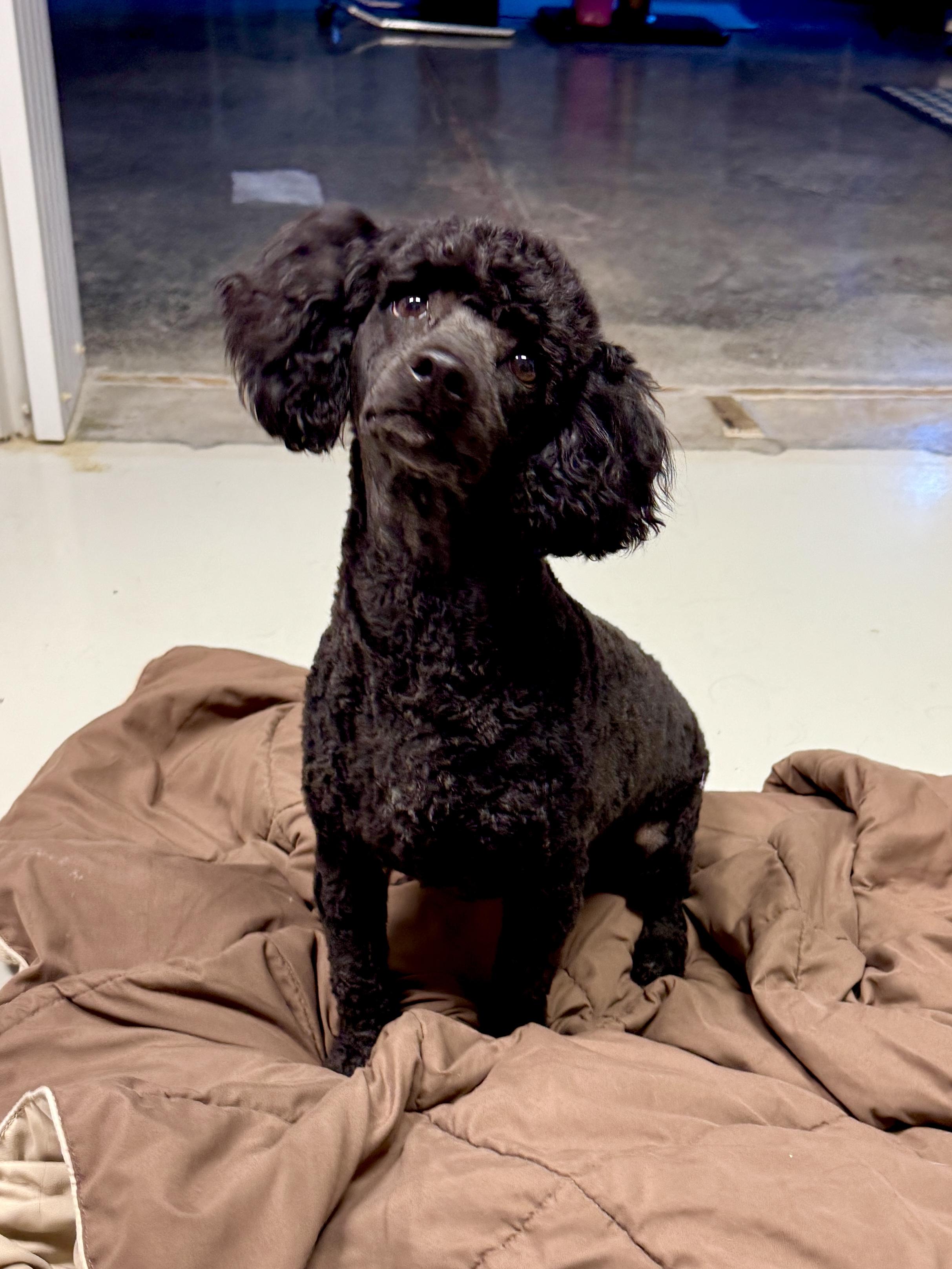 Enlarge Romeo, a ADOPTABLE Miniature Poodle in Stormville, NY image 4/6