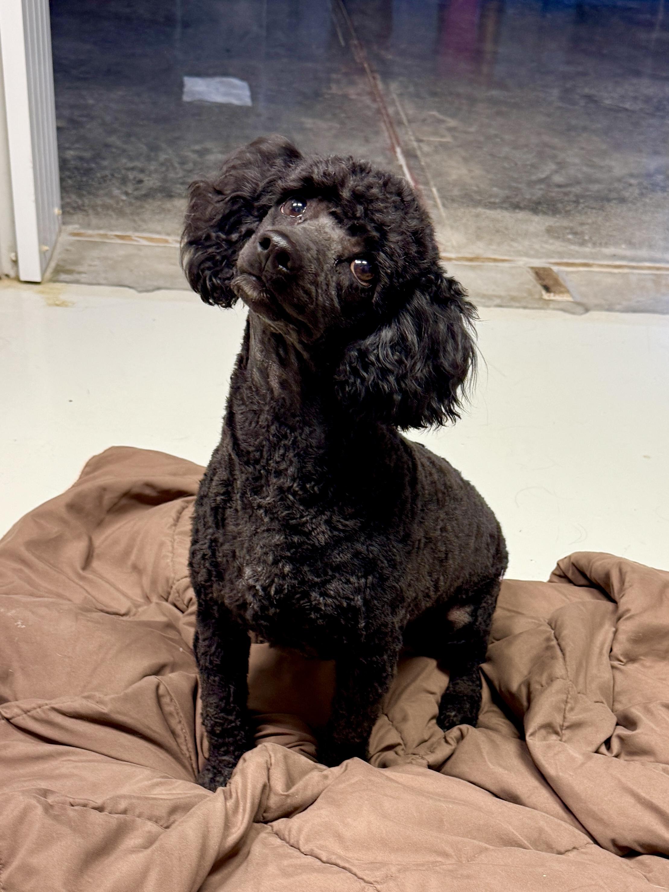 Enlarge Romeo, a ADOPTABLE Miniature Poodle in Stormville, NY image 1/6