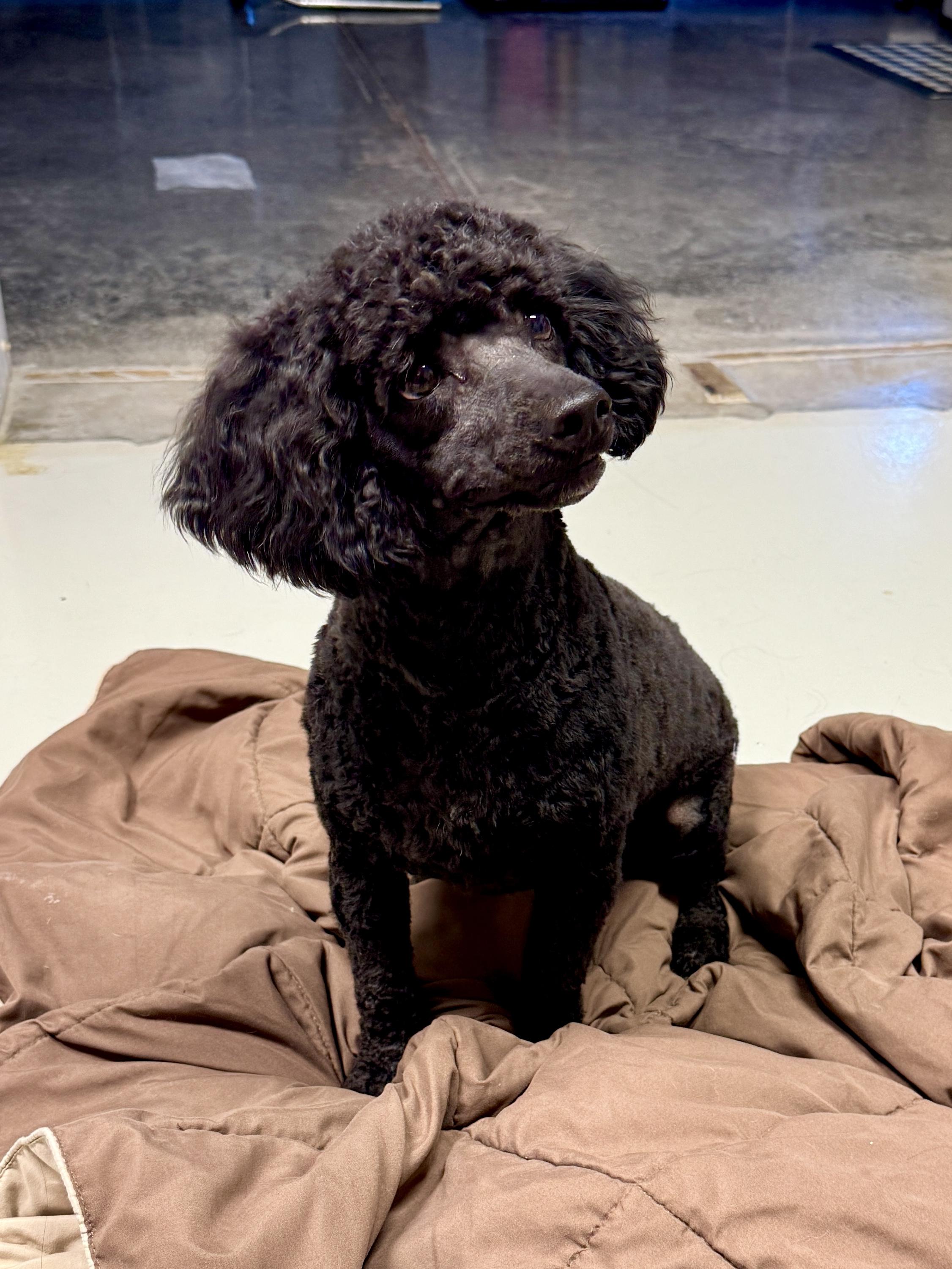 Enlarge Romeo, a ADOPTABLE Miniature Poodle in Stormville, NY image 3/6