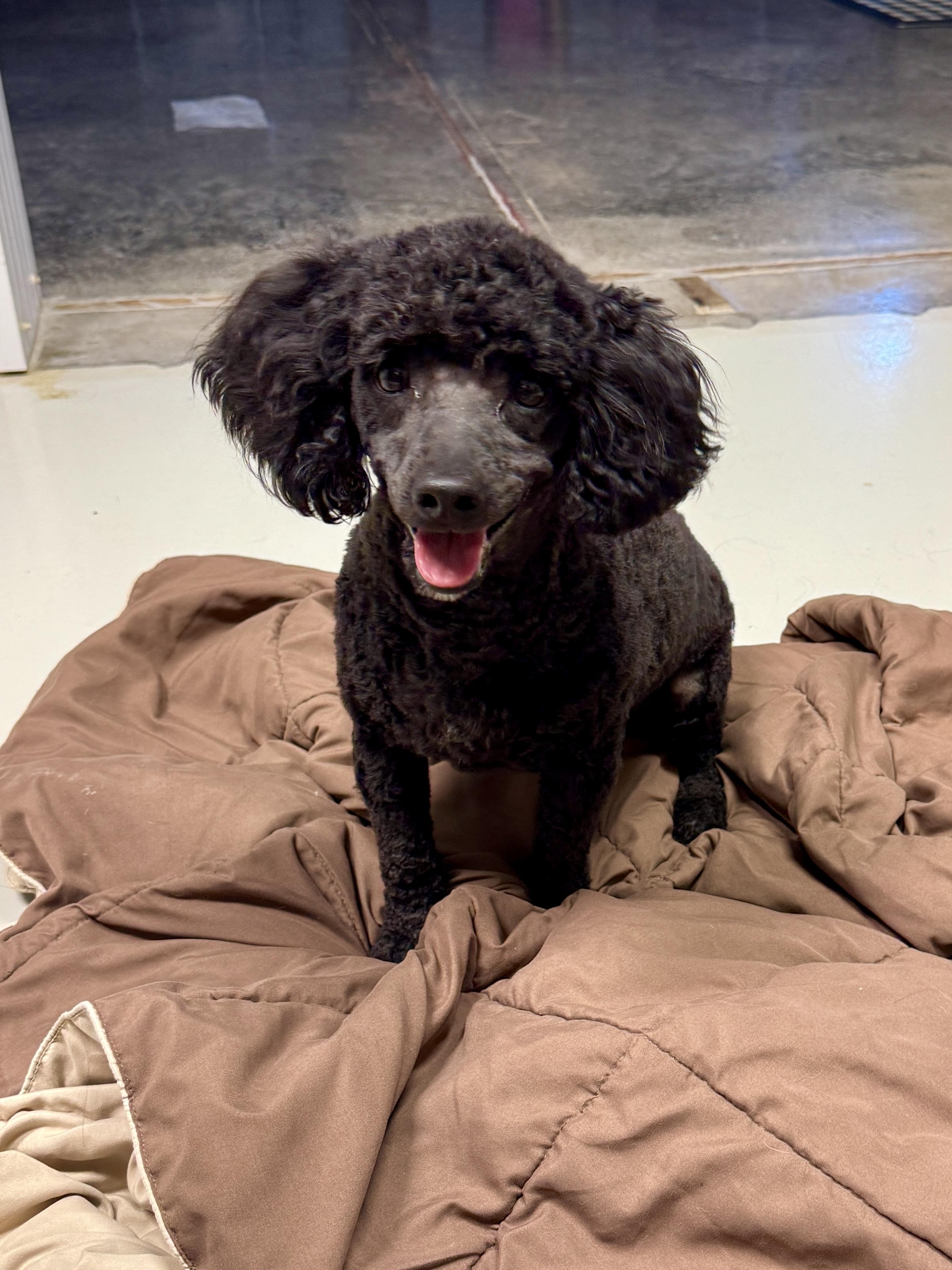 Enlarge Romeo, a ADOPTABLE Miniature Poodle in Stormville, NY image 6/6