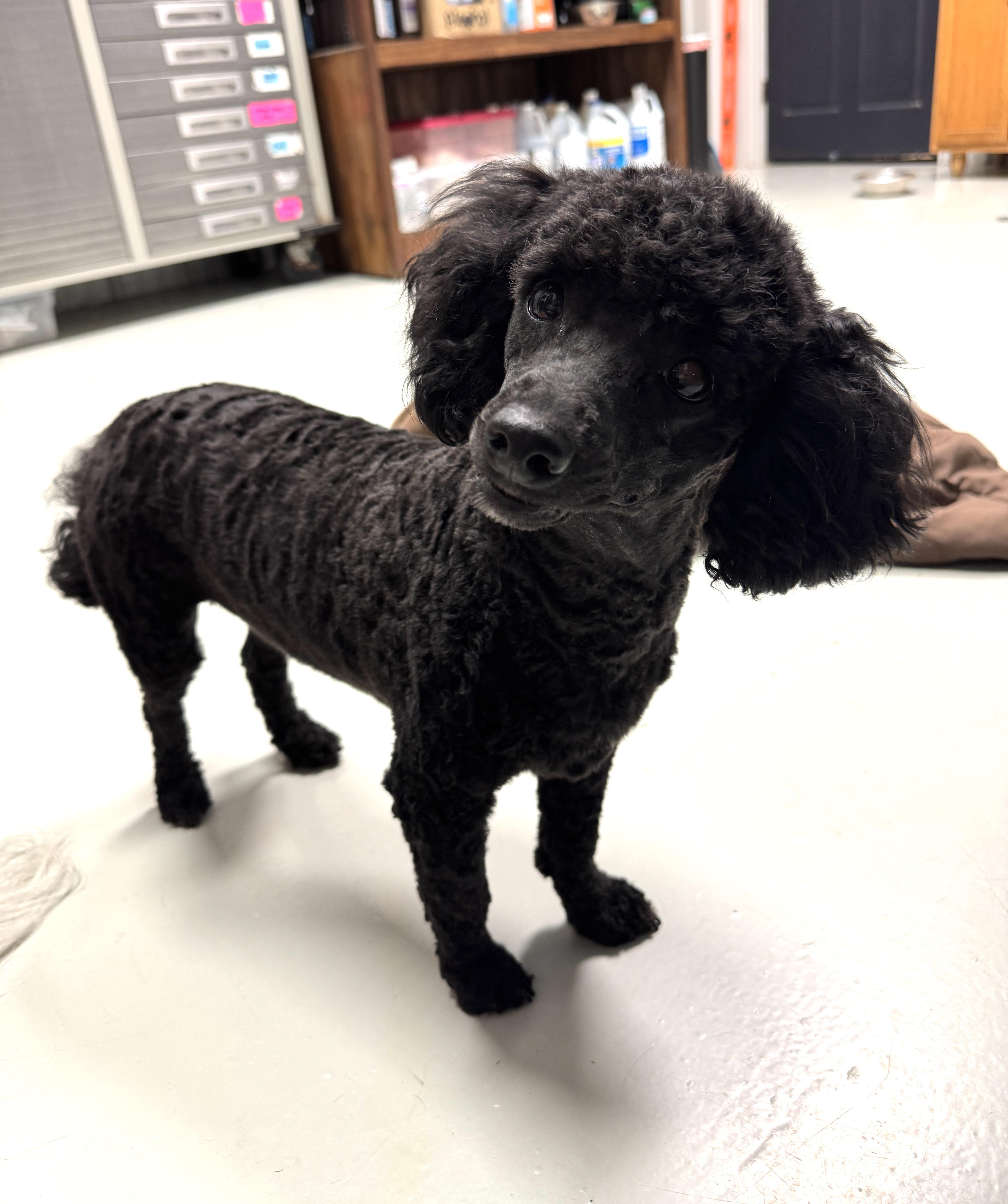 Enlarge Romeo, a ADOPTABLE Miniature Poodle in Stormville, NY image 5/6