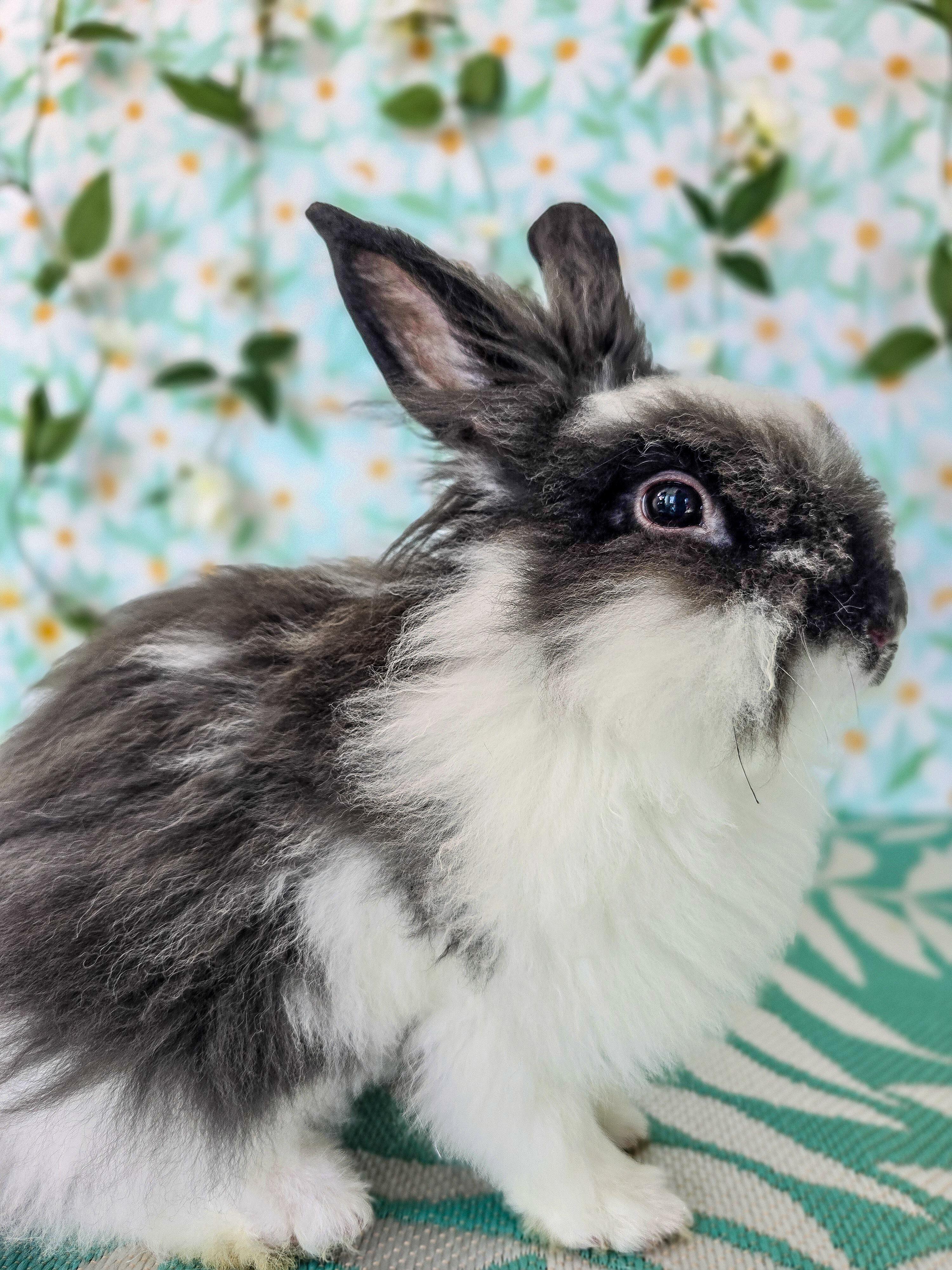 Peppercorn, adopted, Young Male Lionhead.