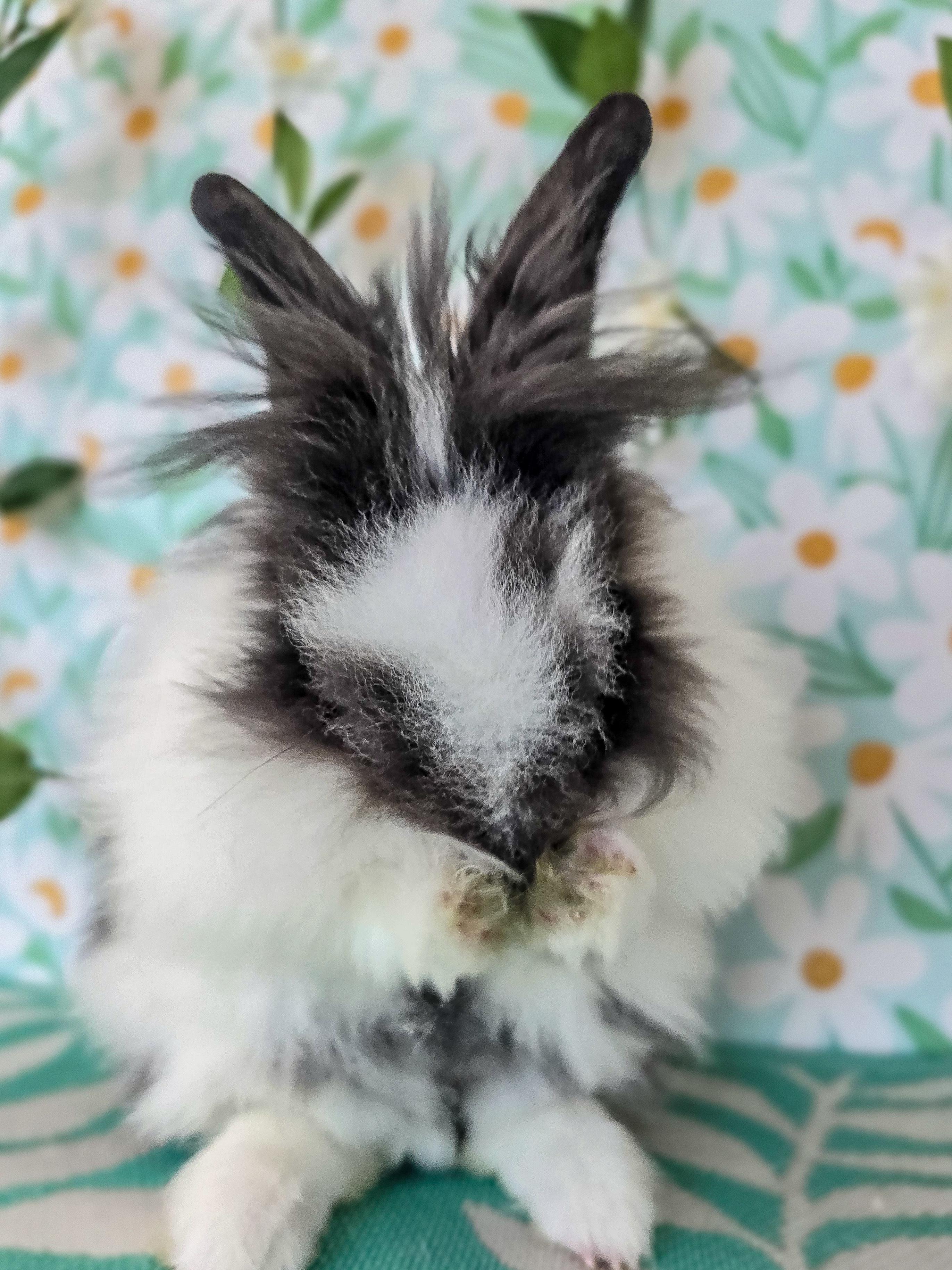 Enlarge Peppercorn, an adopted Lionhead in Long Beach, CA image 3/6