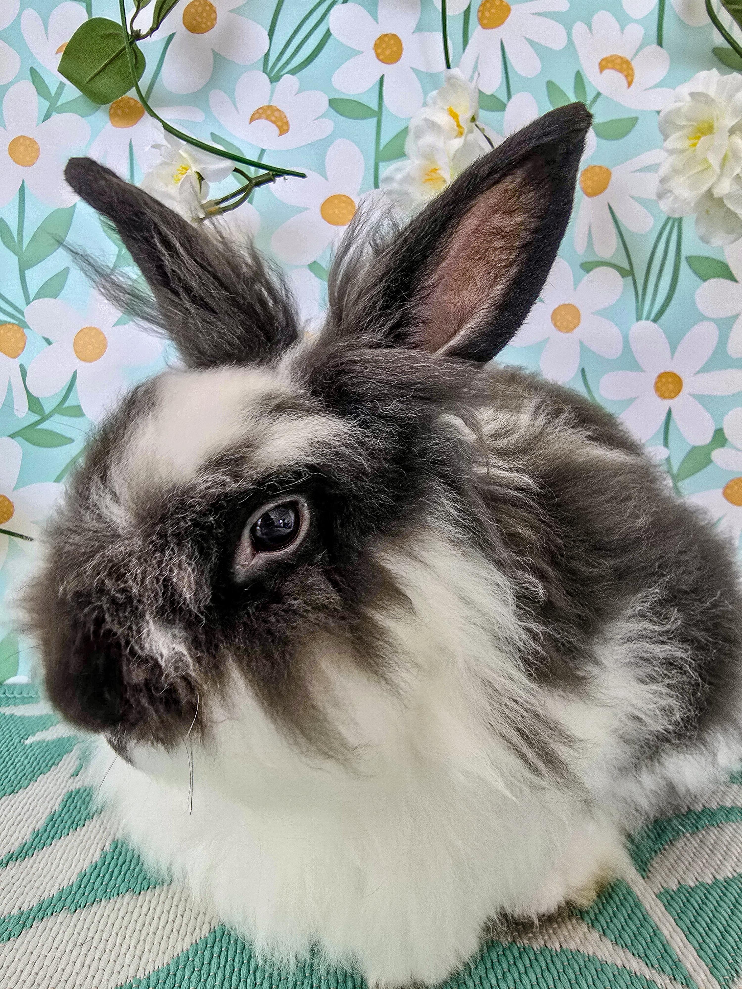 Enlarge Peppercorn, an adopted Lionhead in Long Beach, CA image 4/6