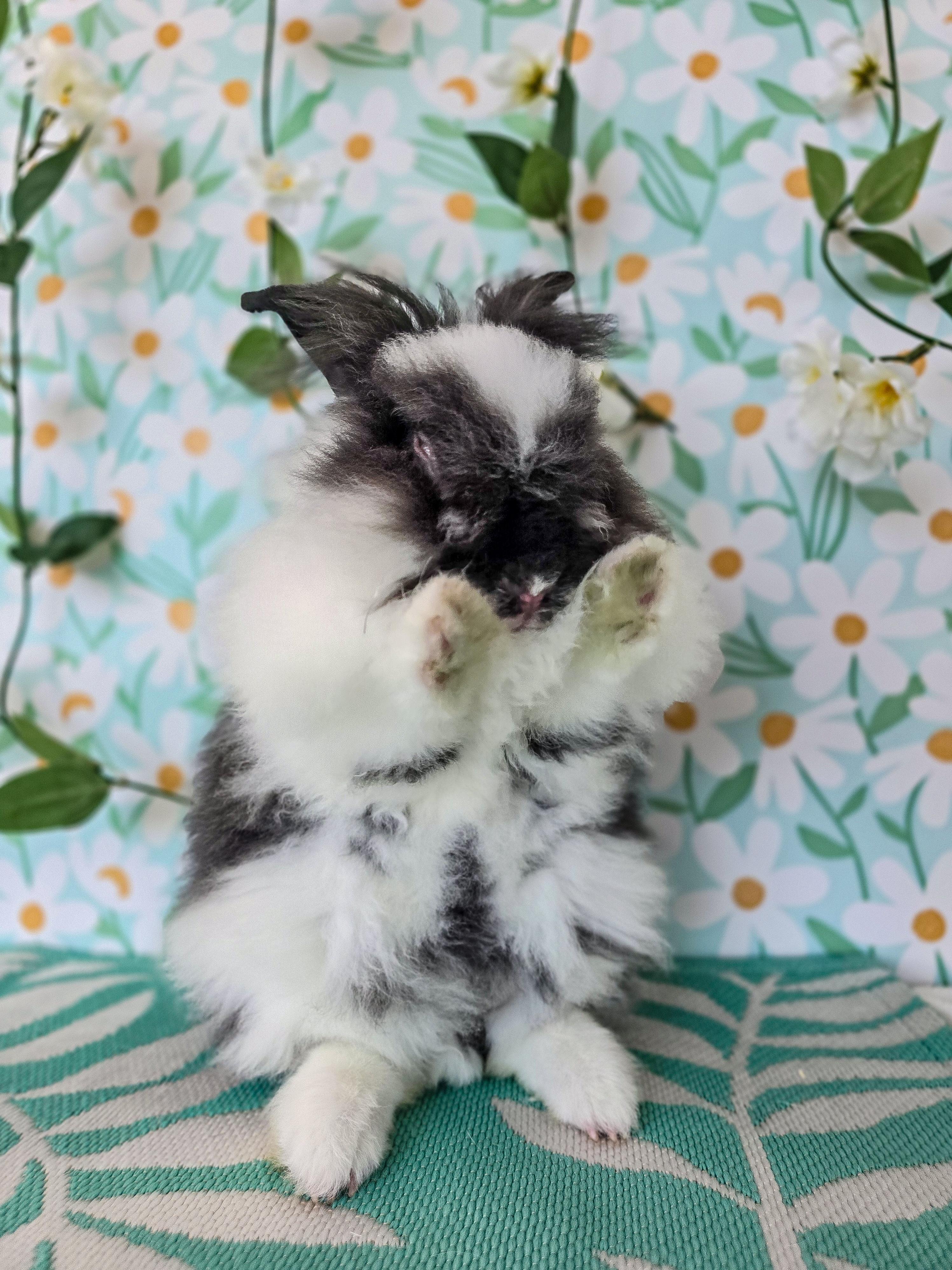 Enlarge Peppercorn, an adopted Lionhead in Long Beach, CA image 5/6