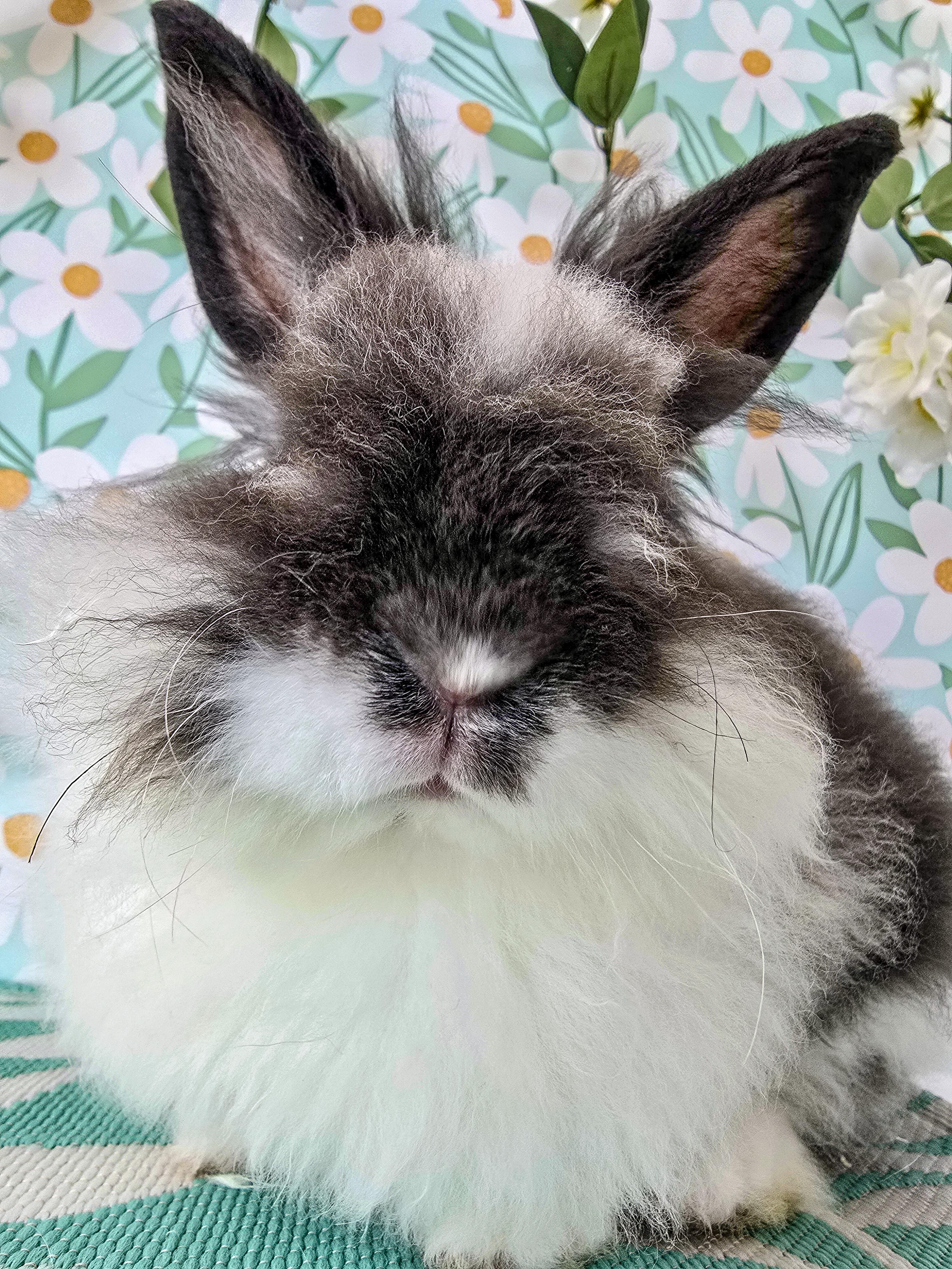 Enlarge Peppercorn, an adopted Lionhead in Long Beach, CA image 6/6
