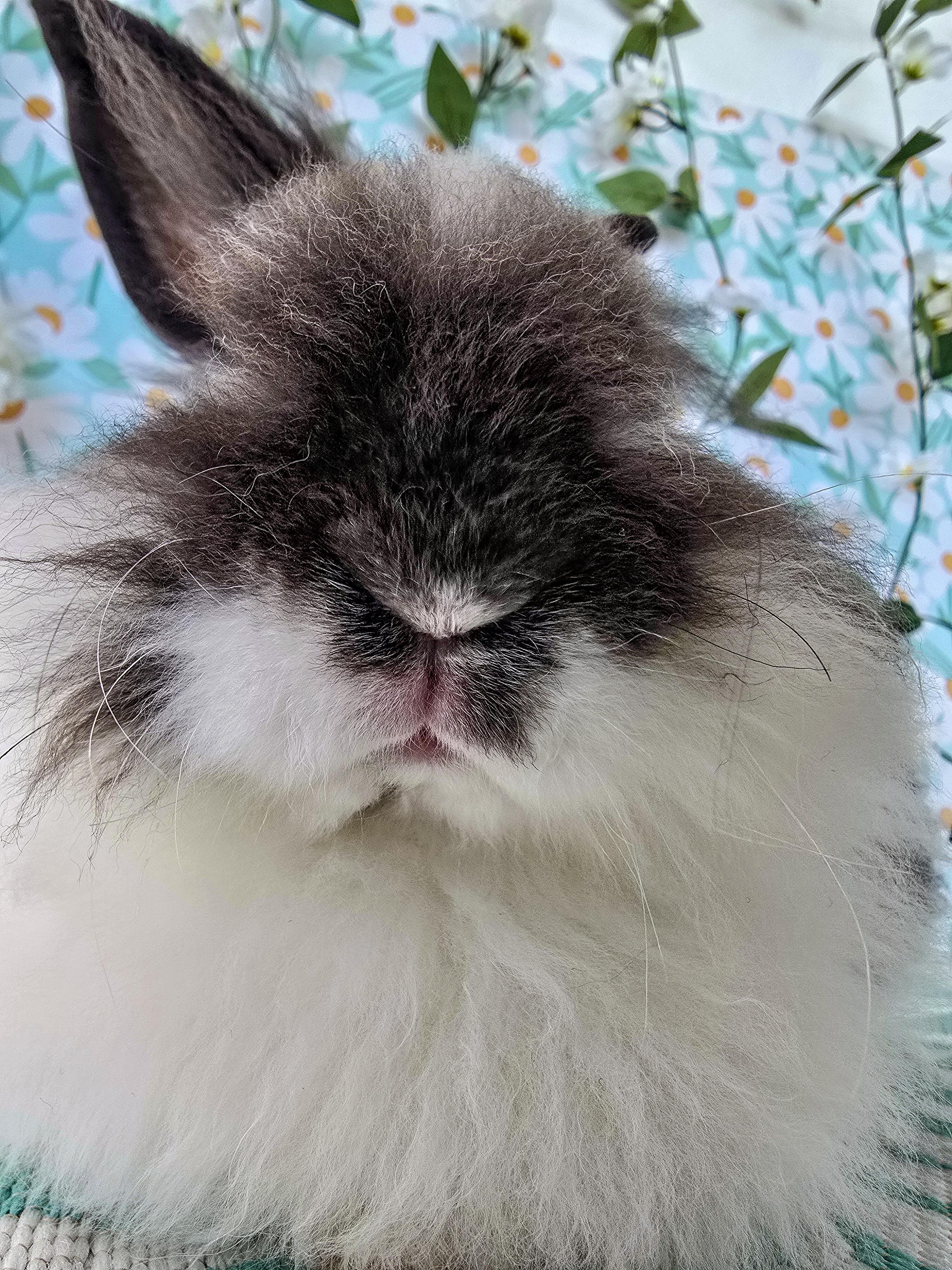 Enlarge Peppercorn, an adopted Lionhead in Long Beach, CA image 2/6