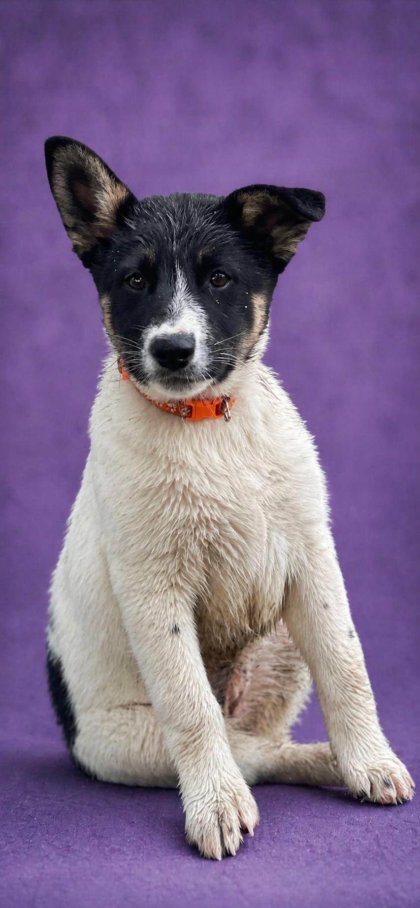 Mia, a Adoptable mixed breed in Manteca, CA image 5/6