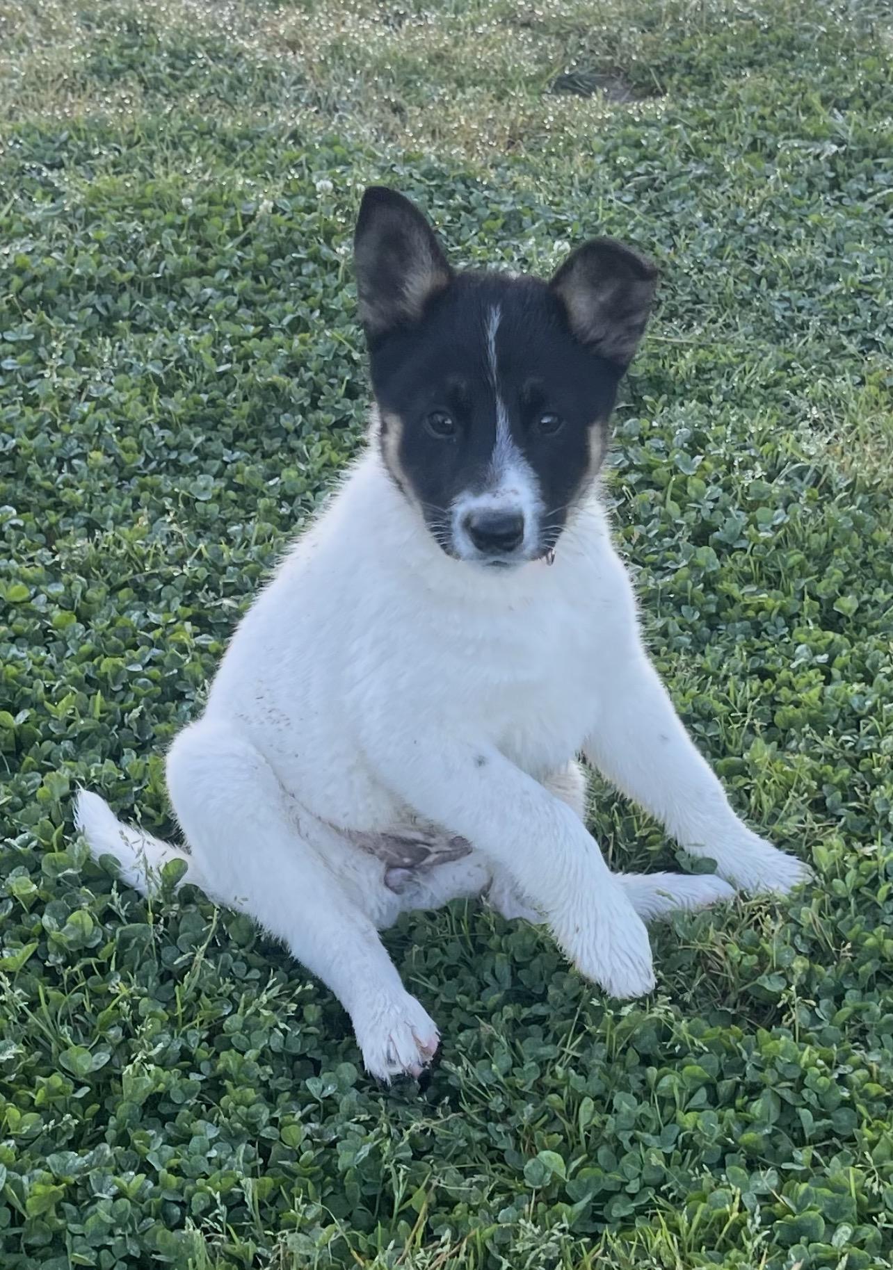 Mia, a Adoptable mixed breed in Manteca, CA image 6/6