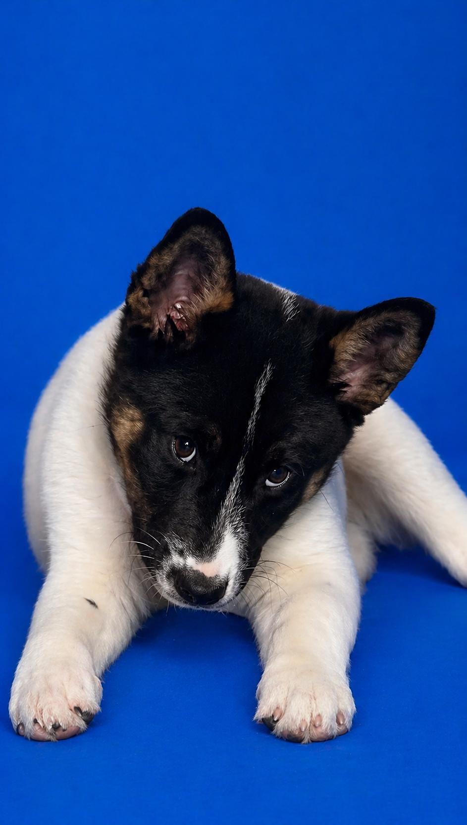 Mia, Adoptable, Puppy Female Australian Shepherd & Australian Cattle Dog / Blue Heeler.