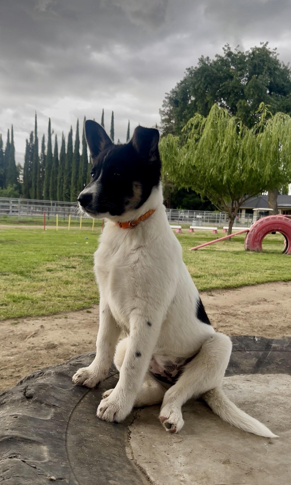 Mia, a Adoptable mixed breed in Manteca, CA image 2/6