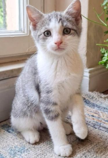 Enlarge Ragna, a Adoptable American Shorthair in Union City, NJ image 1/4