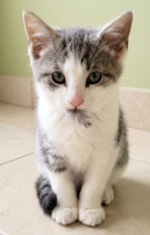 Enlarge Ragna, a Adoptable American Shorthair in Union City, NJ image 3/4