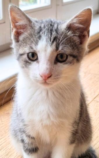 Enlarge Ragna, a Adoptable American Shorthair in Union City, NJ image 2/4