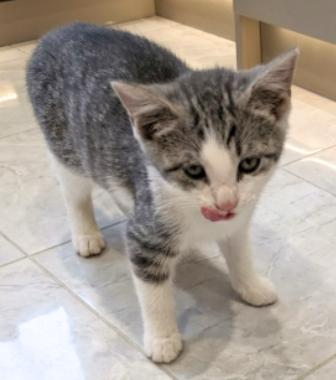 Enlarge Ragna, a Adoptable American Shorthair in Union City, NJ image 4/4