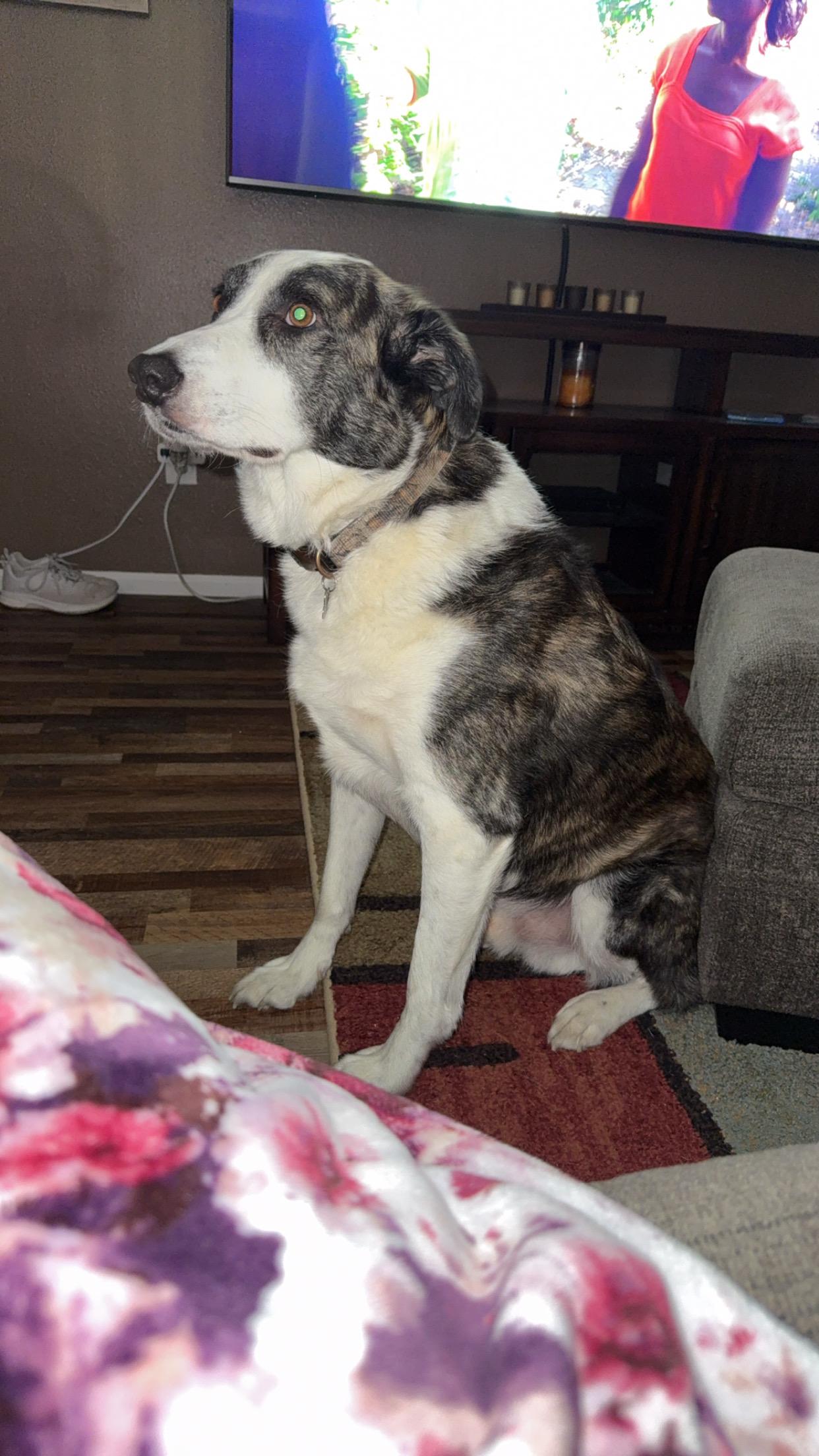 Freddy **COURTESY POST**, a Adoptable mixed breed in Lewiston, ID image 1/3