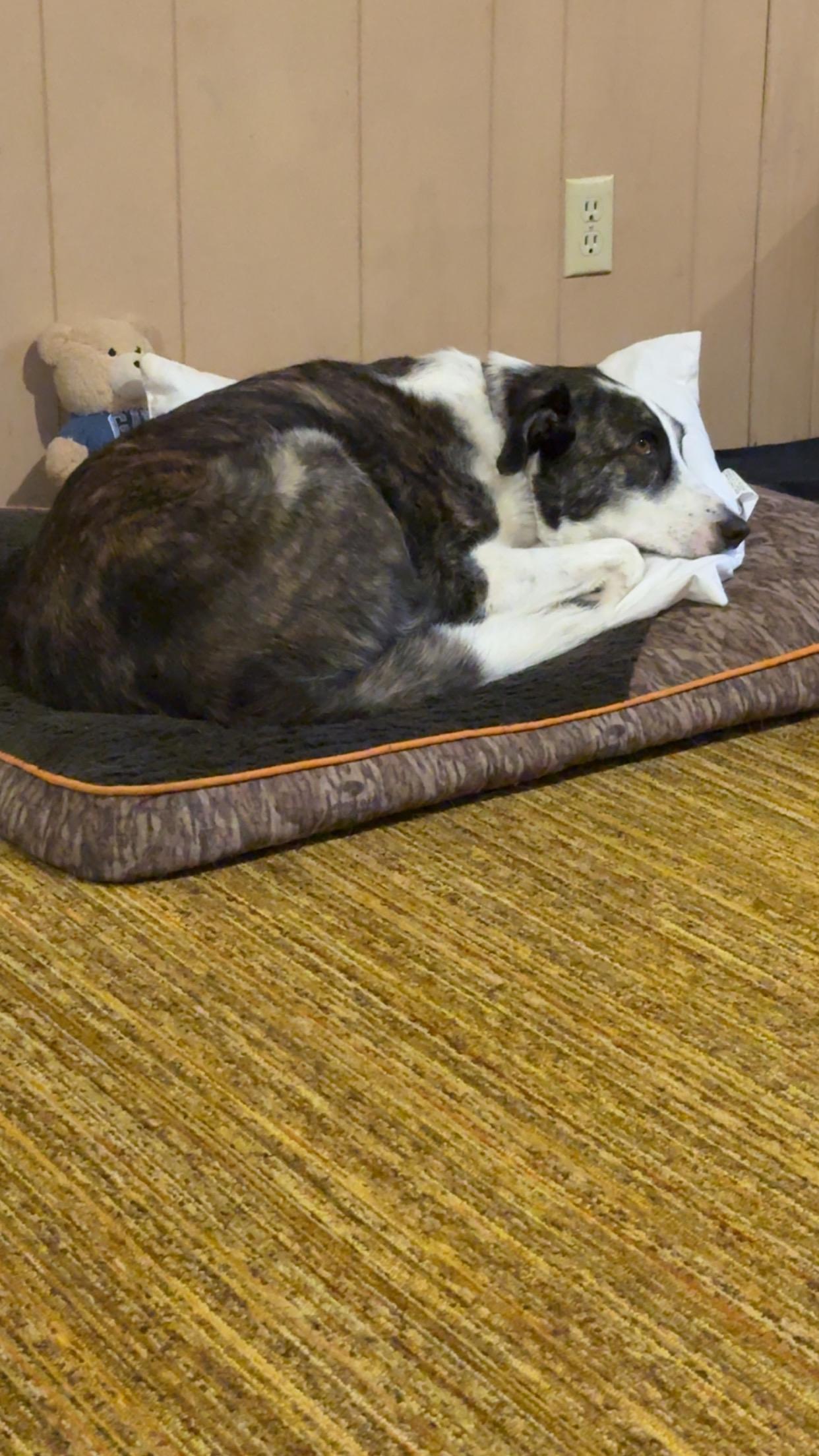 Freddy **COURTESY POST**, a Adoptable mixed breed in Lewiston, ID image 2/3