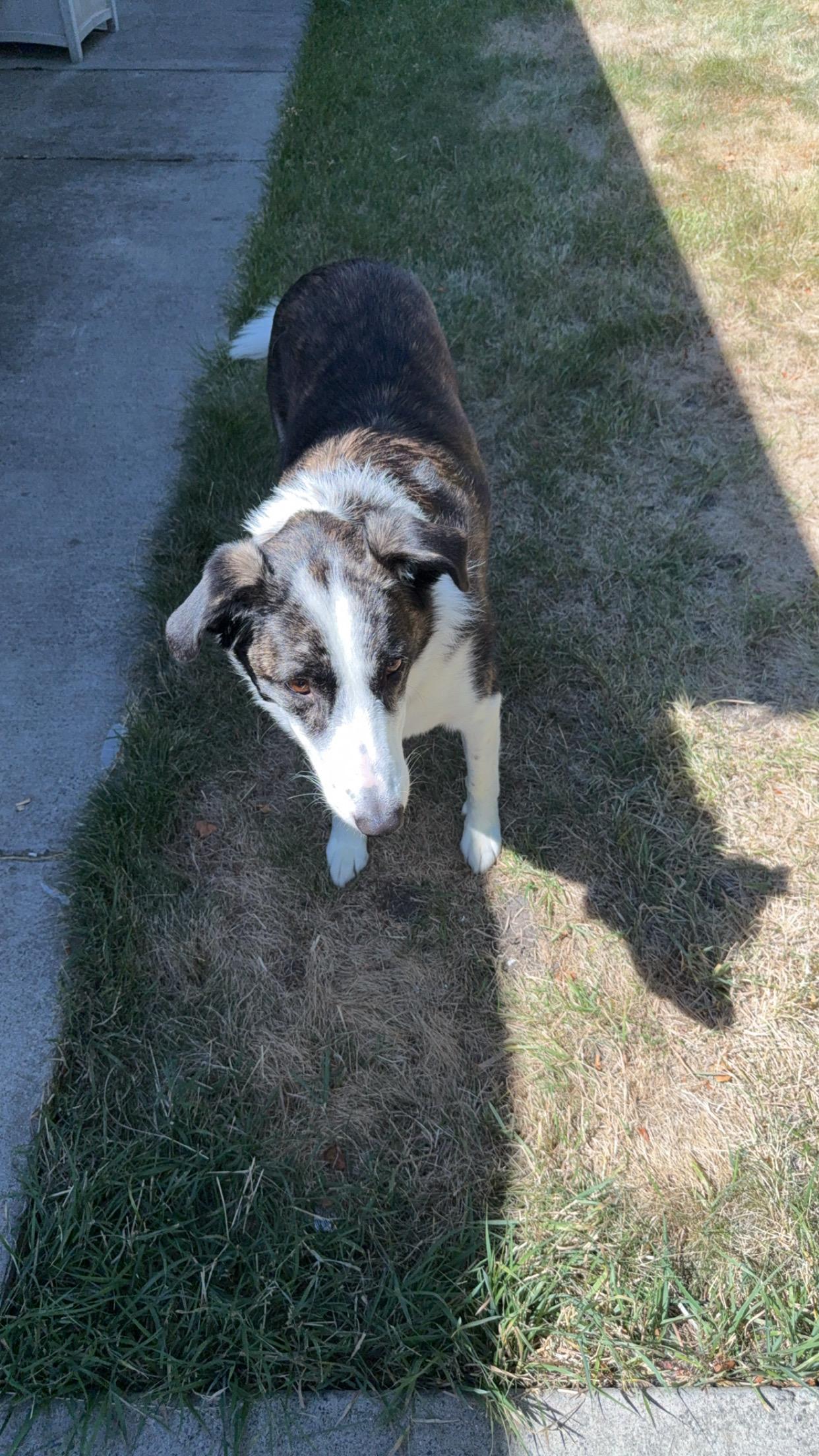 Freddy **COURTESY POST**, a Adoptable mixed breed in Lewiston, ID image 3/3