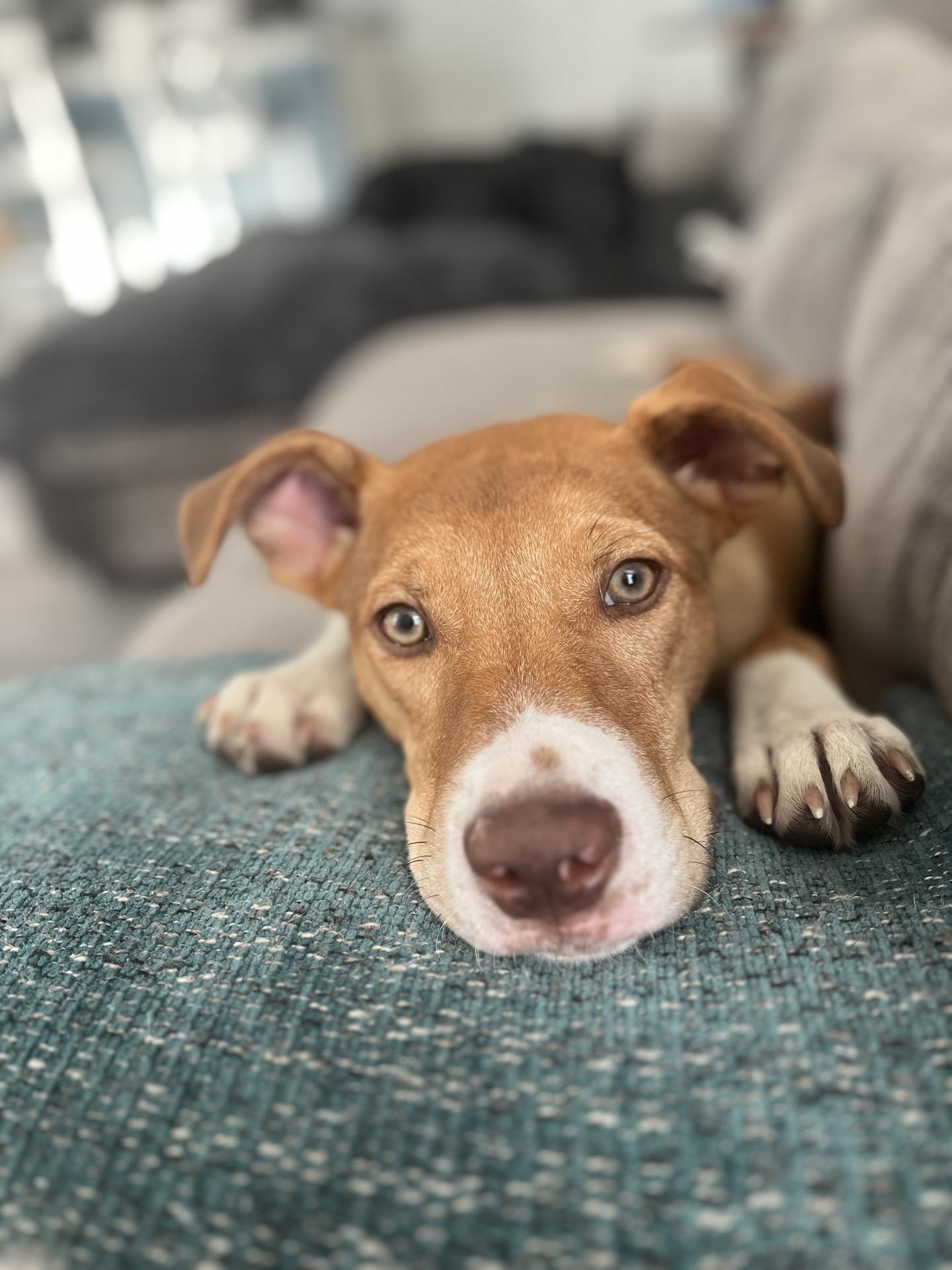 Willie, Adoptable, Young Male Mixed Breed.