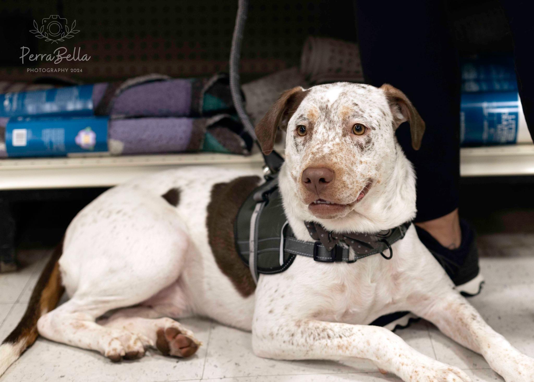Enlarge Dexter, a Adoptable German Shorthaired Pointer in West Richland, WA image 2/6