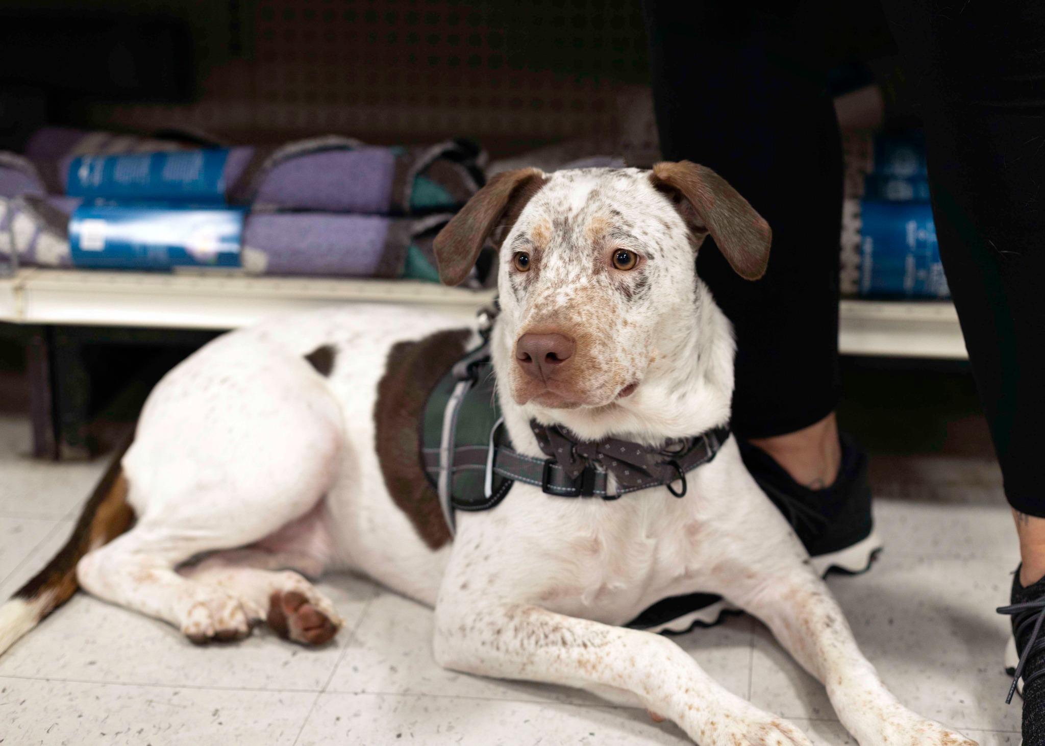 Enlarge Dexter, a Adoptable German Shorthaired Pointer in West Richland, WA image 3/6