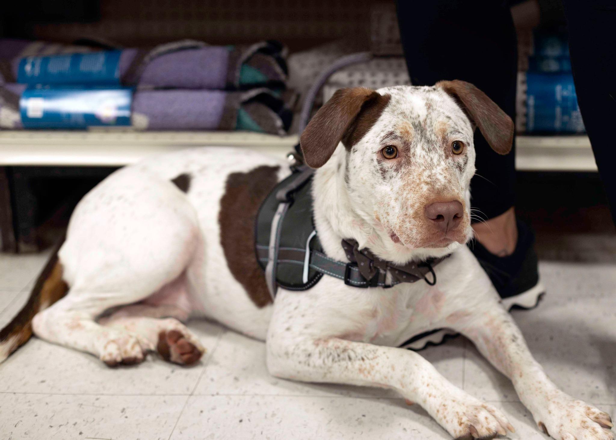 Enlarge Dexter, a Adoptable German Shorthaired Pointer in West Richland, WA image 4/6