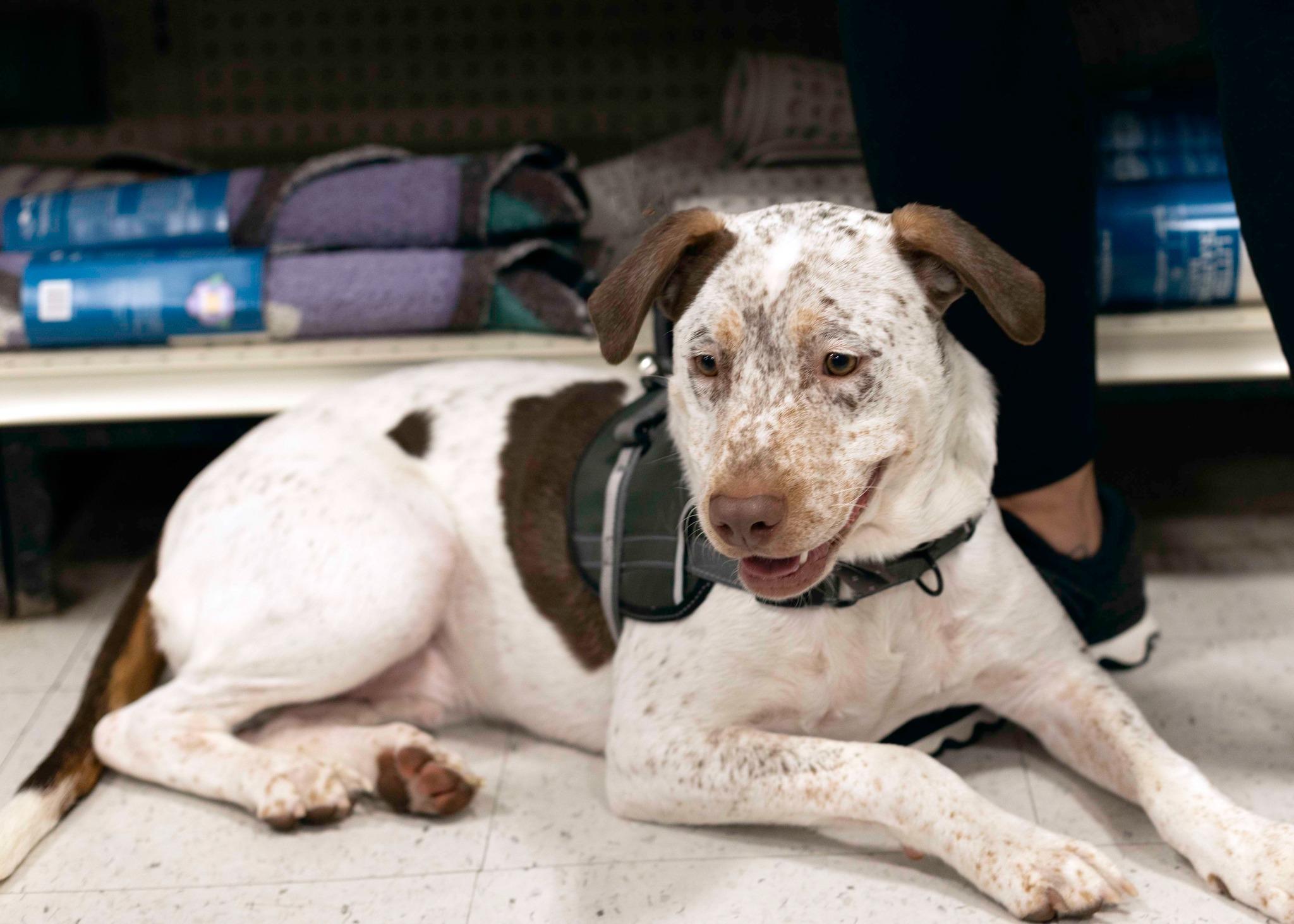 Enlarge Dexter, a Adoptable German Shorthaired Pointer in West Richland, WA image 5/6