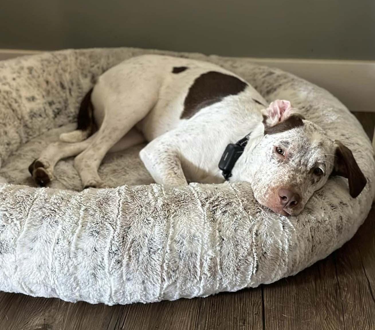 Enlarge Dexter, a Adoptable German Shorthaired Pointer in West Richland, WA image 6/6