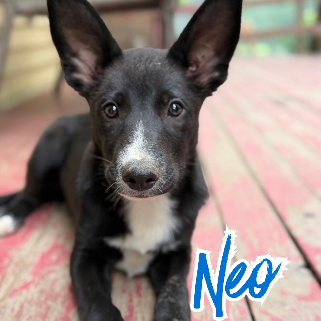 NEO UPDATED (Videos), a Adoptable mixed breed in Ashland, OH image 1/6
