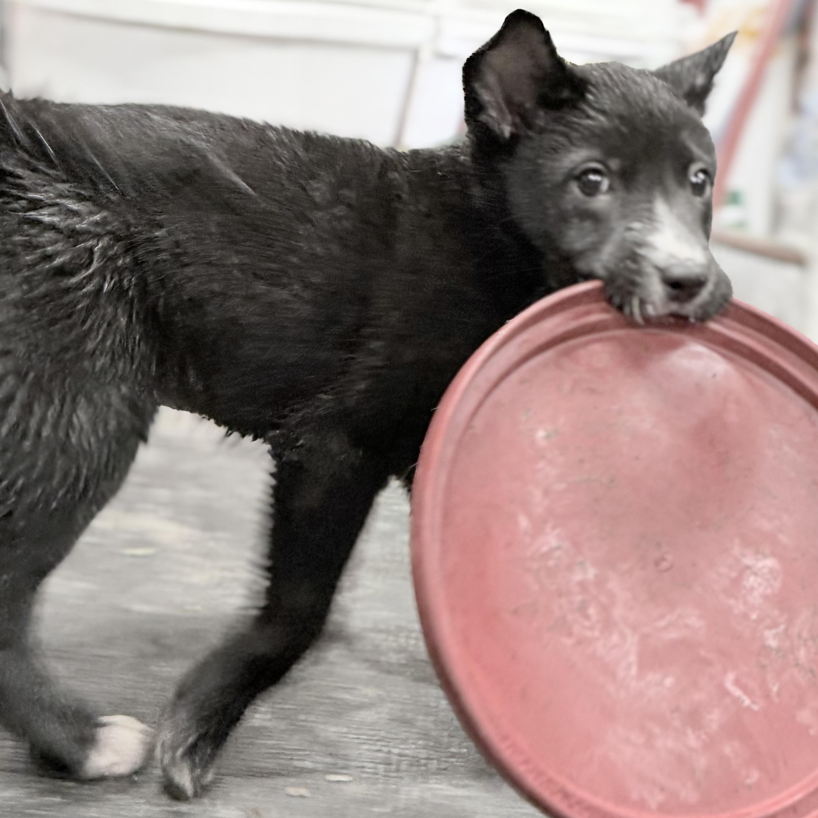 NEO (Video), a Adoptable mixed breed in Ashland, OH image 3/5