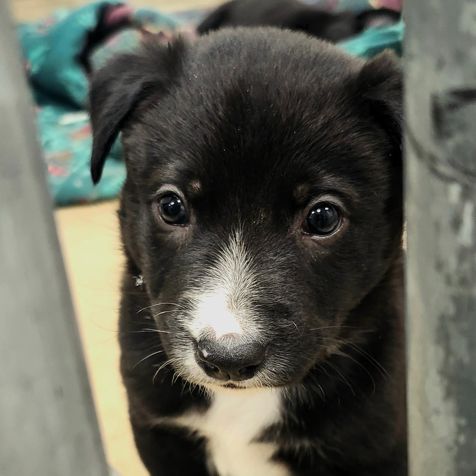 NEO (Video), a Adoptable mixed breed in Ashland, OH image 1/5